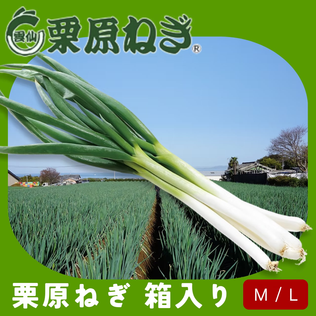 栗原ねぎ 【㈱栗原ねぎ】大分県産 ネギ