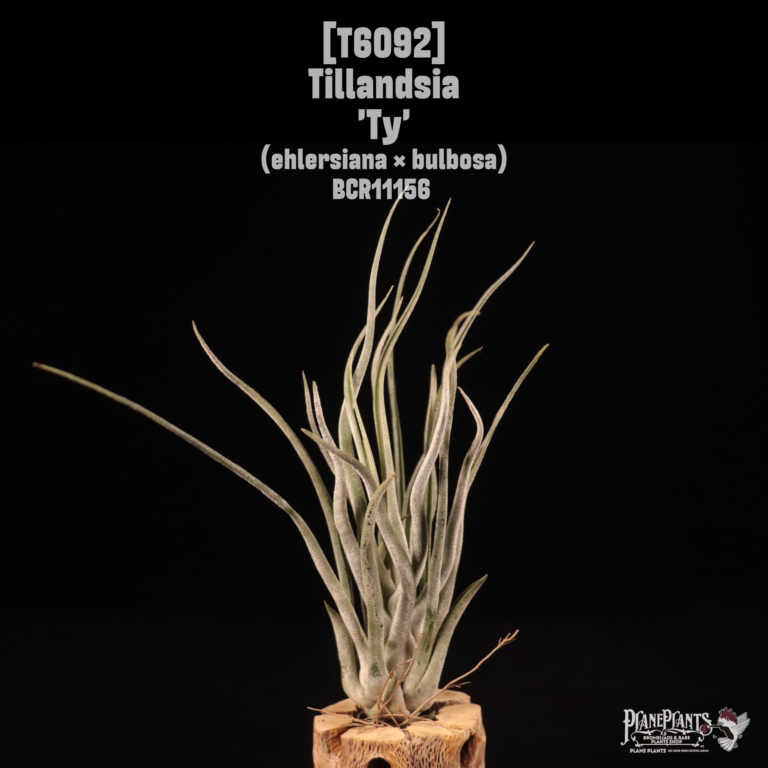 Tillandsia 'Ty'〔ティランジア〕T6092