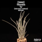 Tillandsia 'Ty'〔ティランジア〕T6092