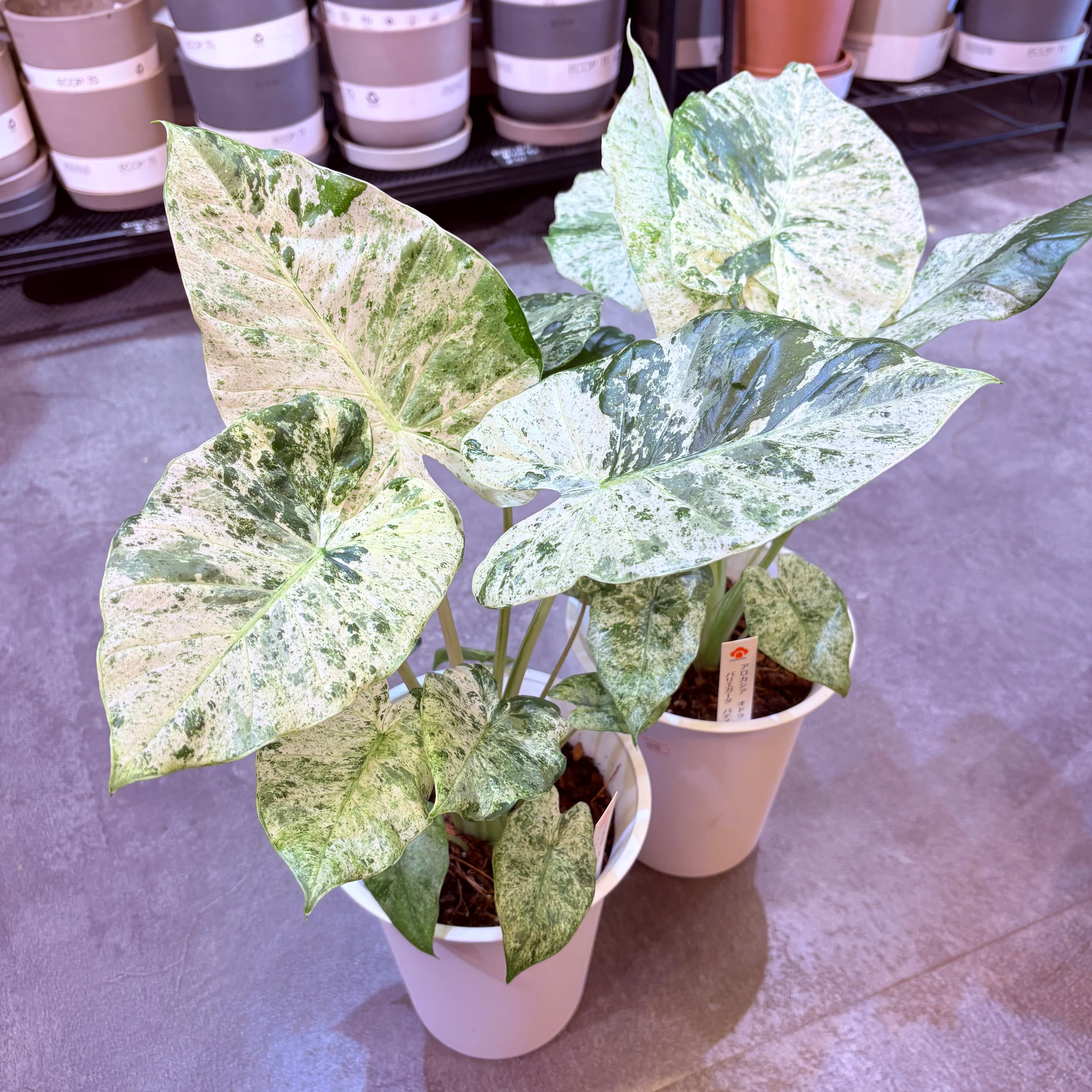 アロカシア オドラバリエガータバティック 6号 | Green Vibes 宇都宮市