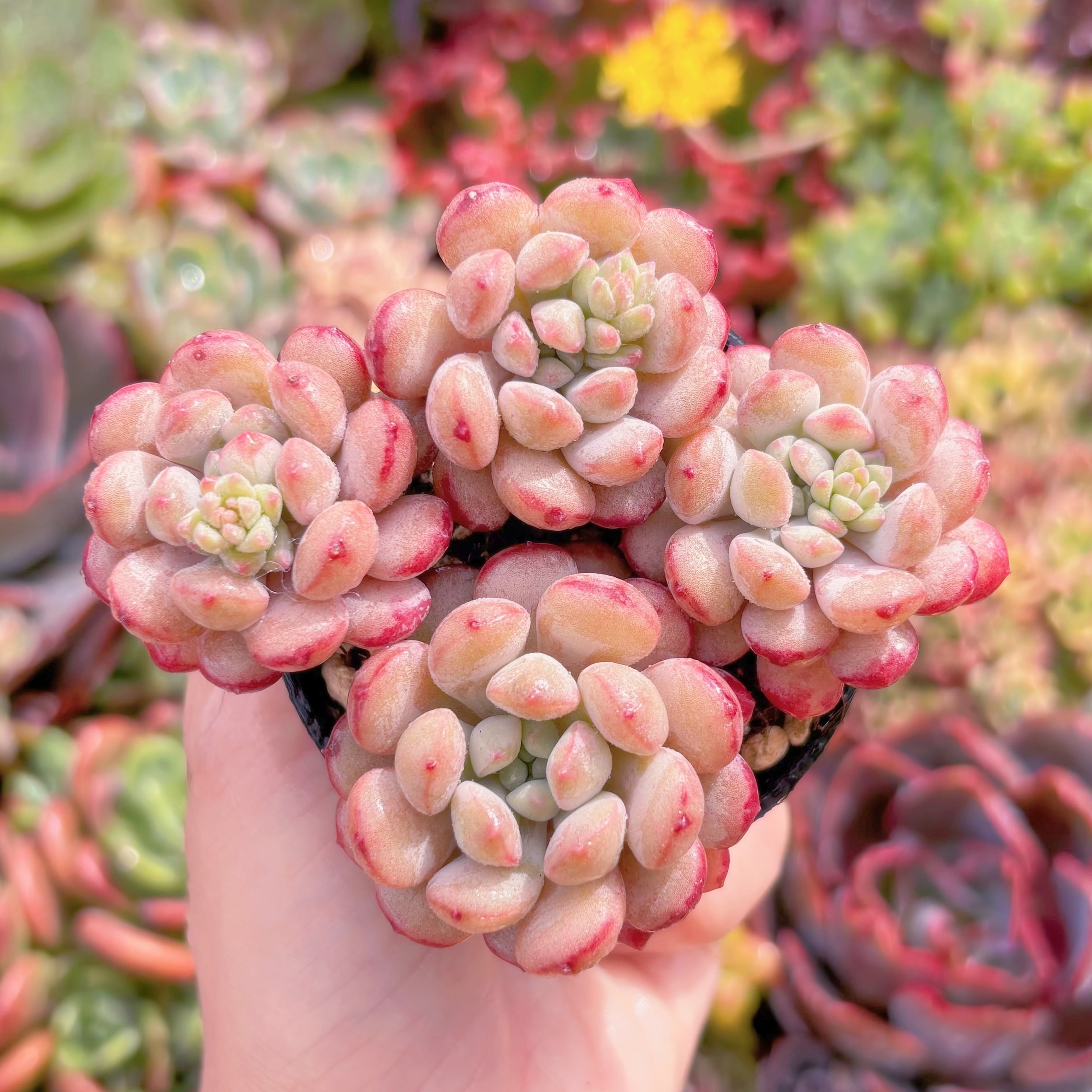 現品　Red Egg#1008　新入荷　るる農園