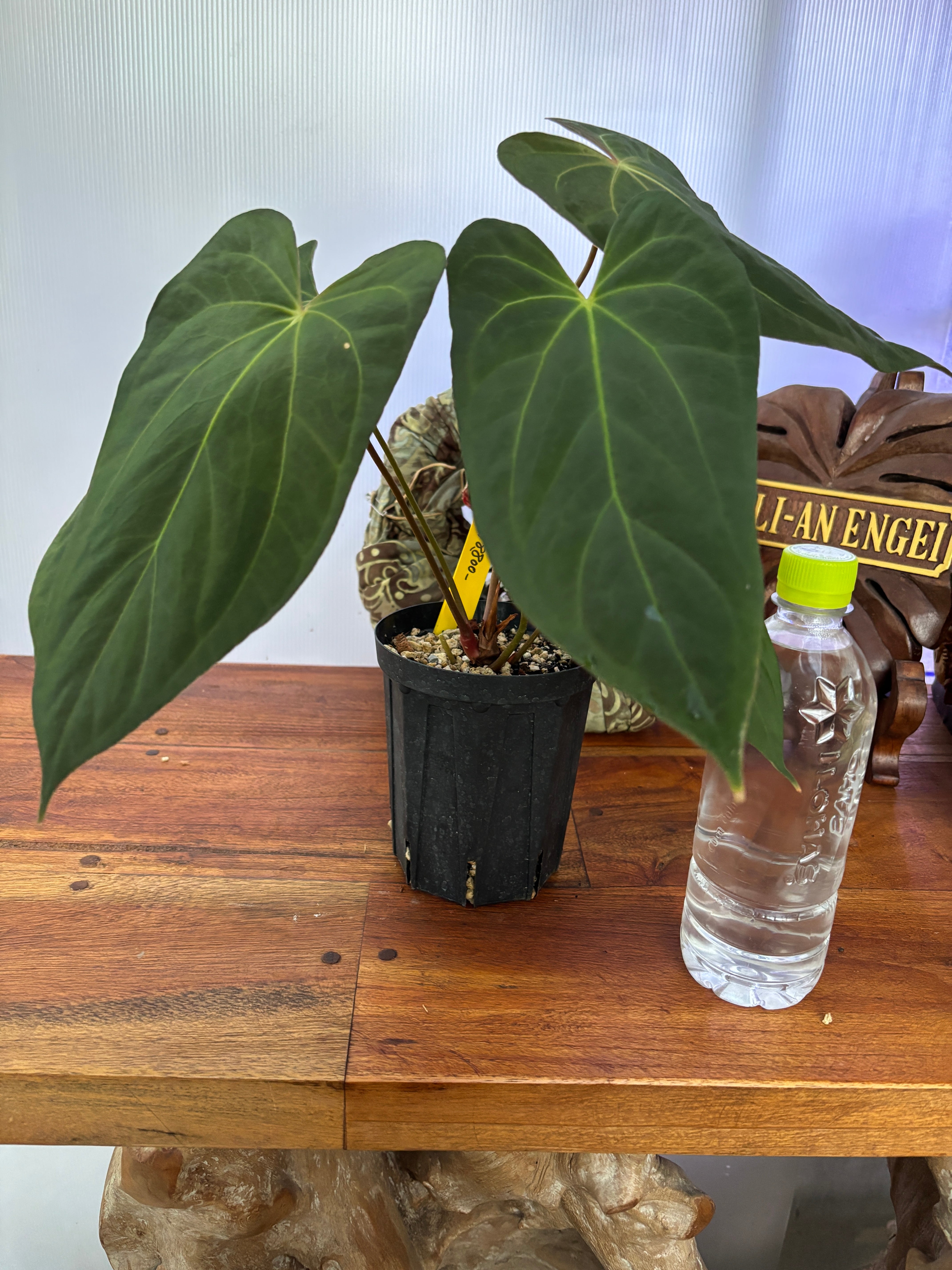 Anthurium | BA PLants