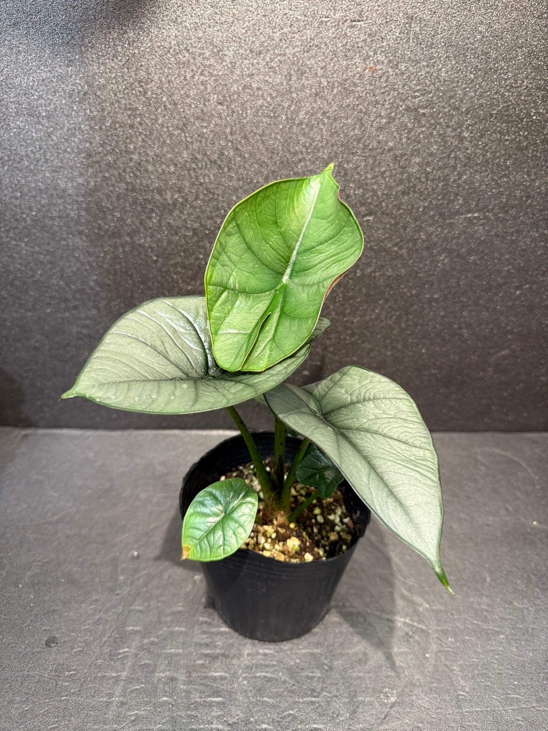 アロカシア・レギネ 4号 | 観葉植物と雑貨のお店 VIVAGREEN