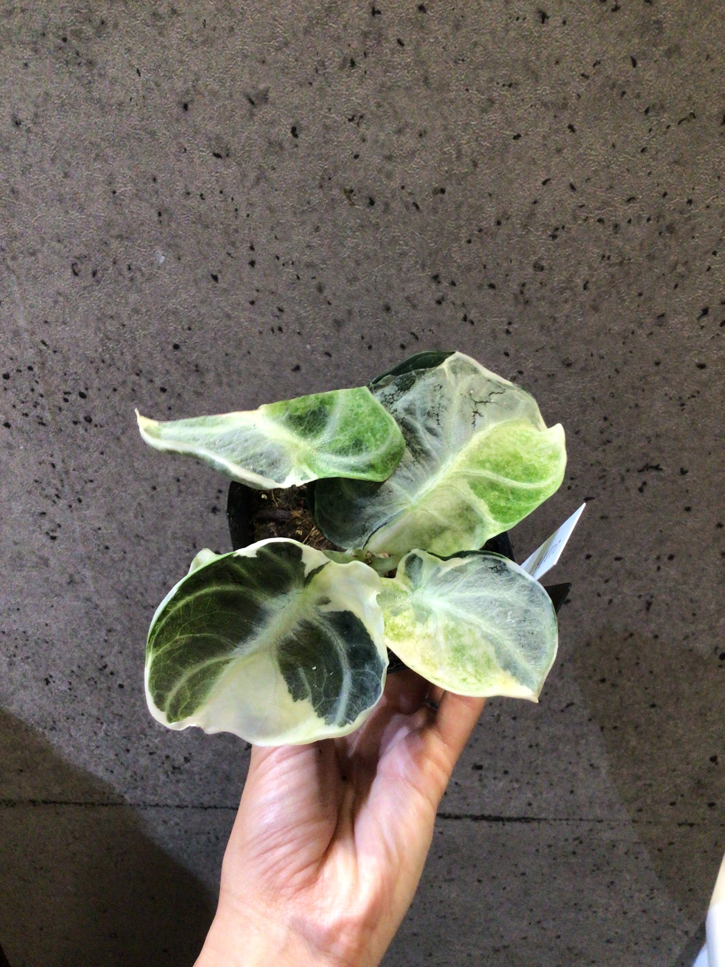 D アロカシア ニンジャ 抹茶ラテ | MIDORIYA 観葉植物専門店
