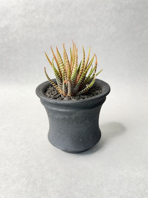 ハオルチア・白蝶