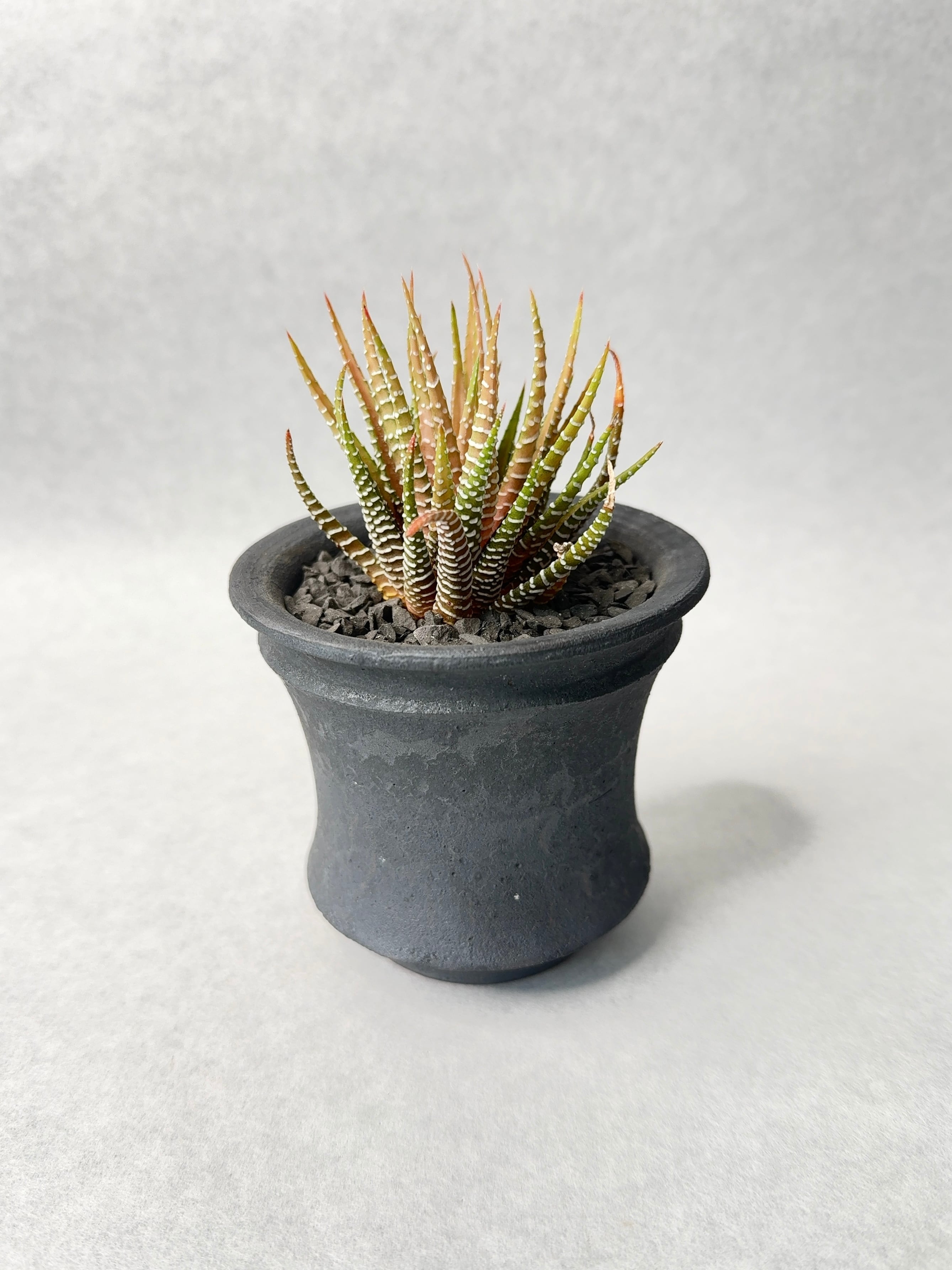 ハオルチア・白蝶