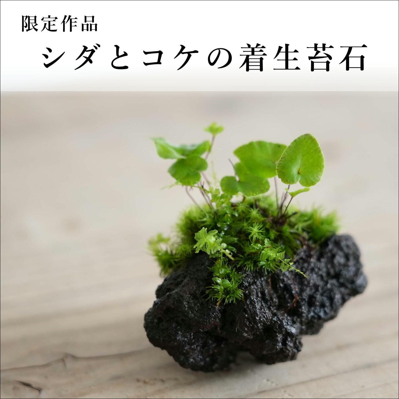 シダとコケの着生苔石 苔テラリウム 現物限定販売 22 8 16 5 苔テラリウム専門ショップ道草 シダとコケの着生苔石 苔テラリウム 現物限定販売 22 8 16 5 苔テラリウム専門ショップ道草