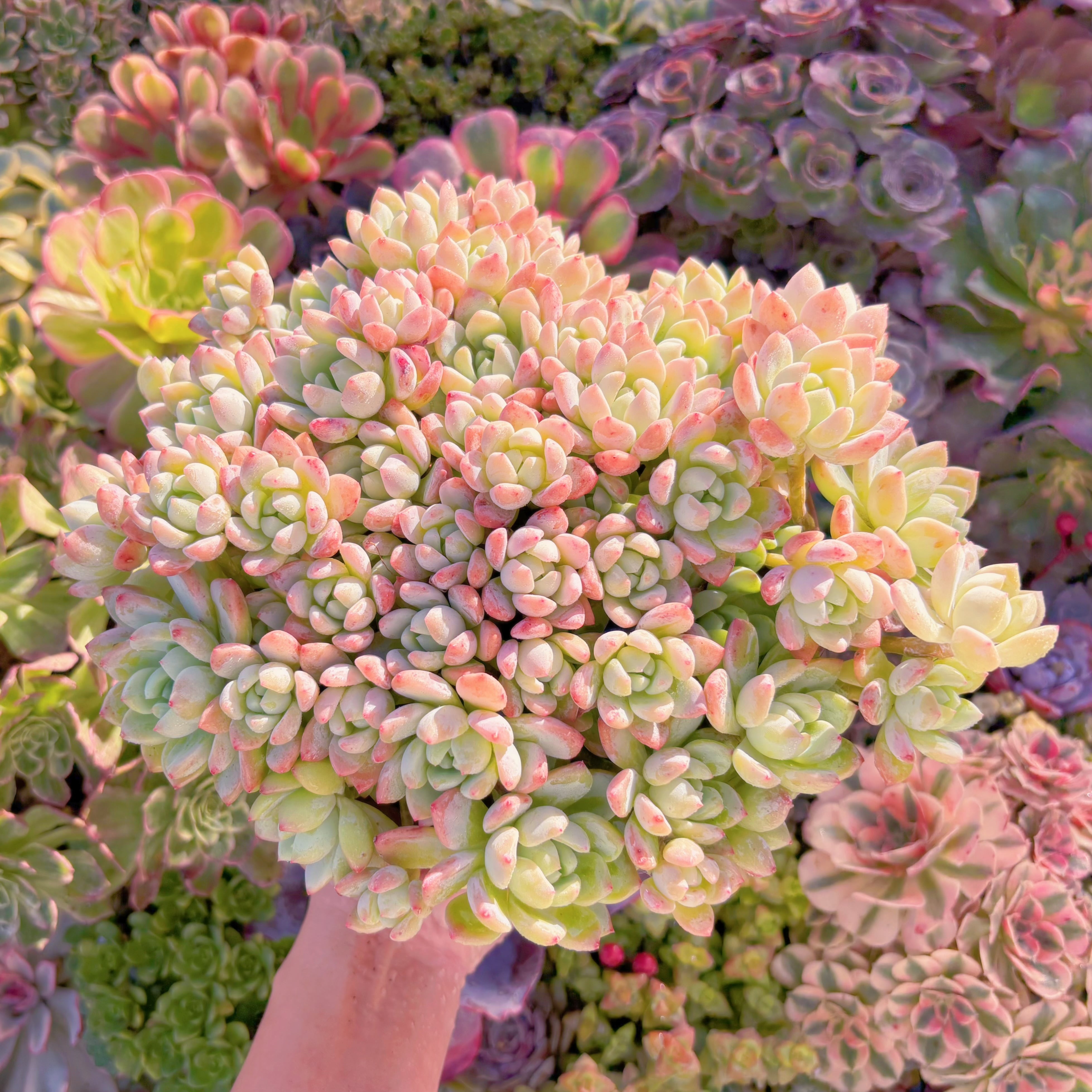 現品　プロリフェラxラウル#F220　特大群生　るる農園