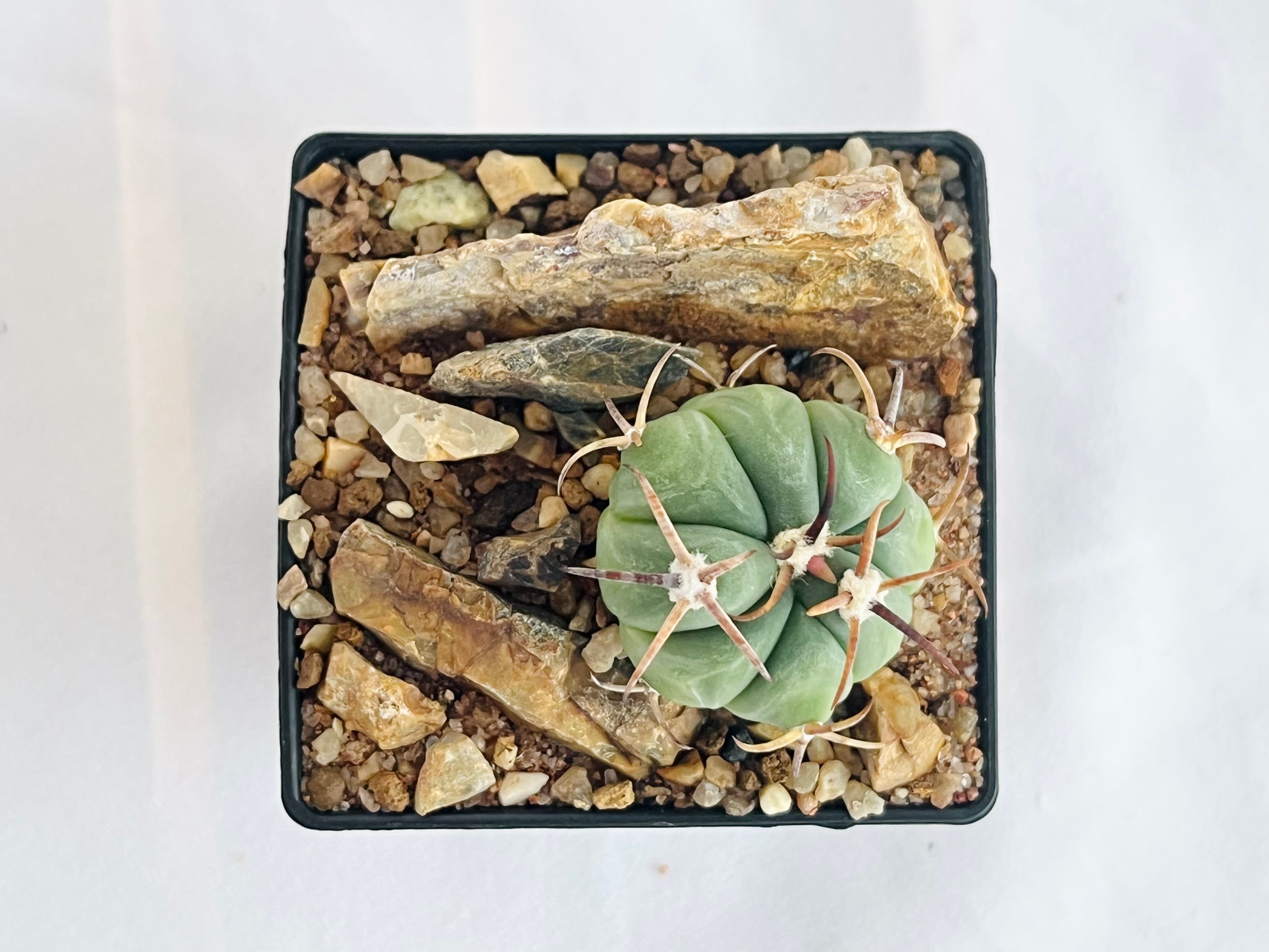 Echinocactus horizonthalonius エキノカクタス 花王丸 サボテン