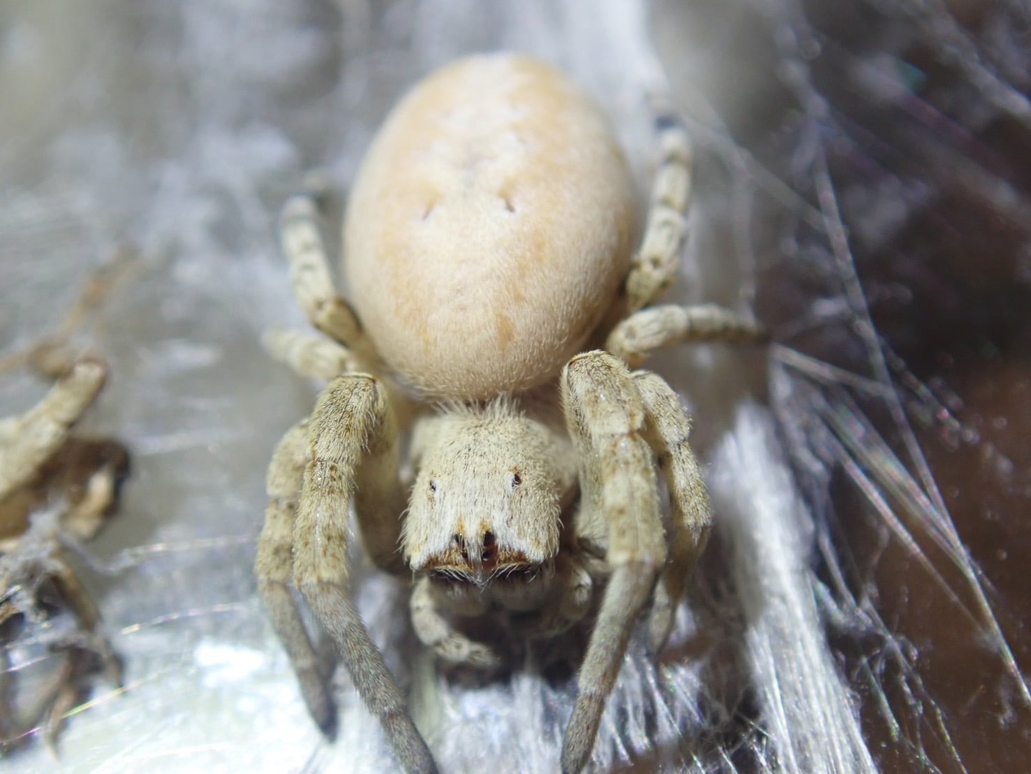 蜘蛛 | Bug Bug bugs 【奇蟲専門店】