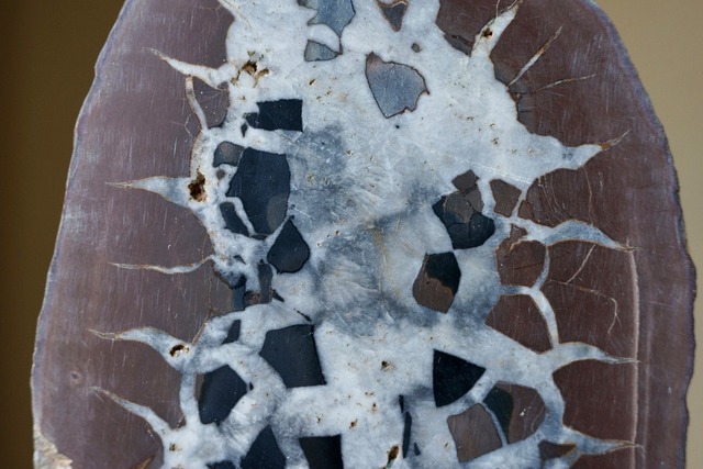 セプタリア　Septaria　④