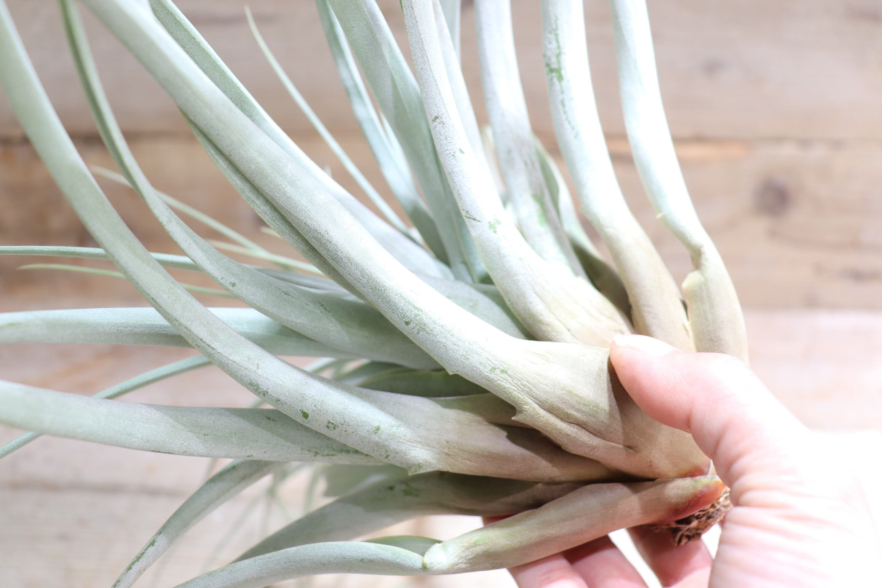 チランジア　ファシクラータ, Red-Multi Bract チランジア ファシクラータ, Red-Multi Bract 【公式通販】