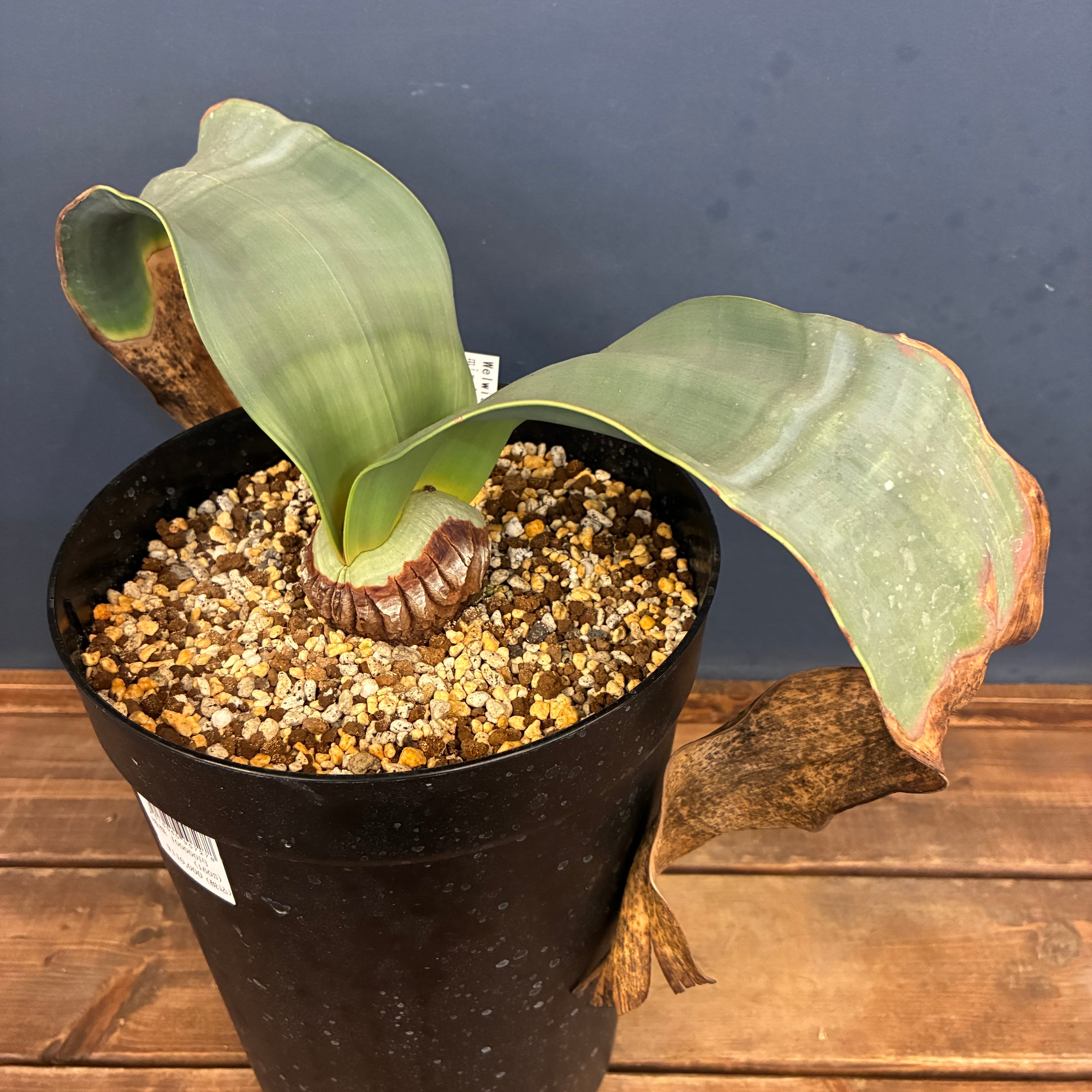 PROTOLEAF プロトリーフ