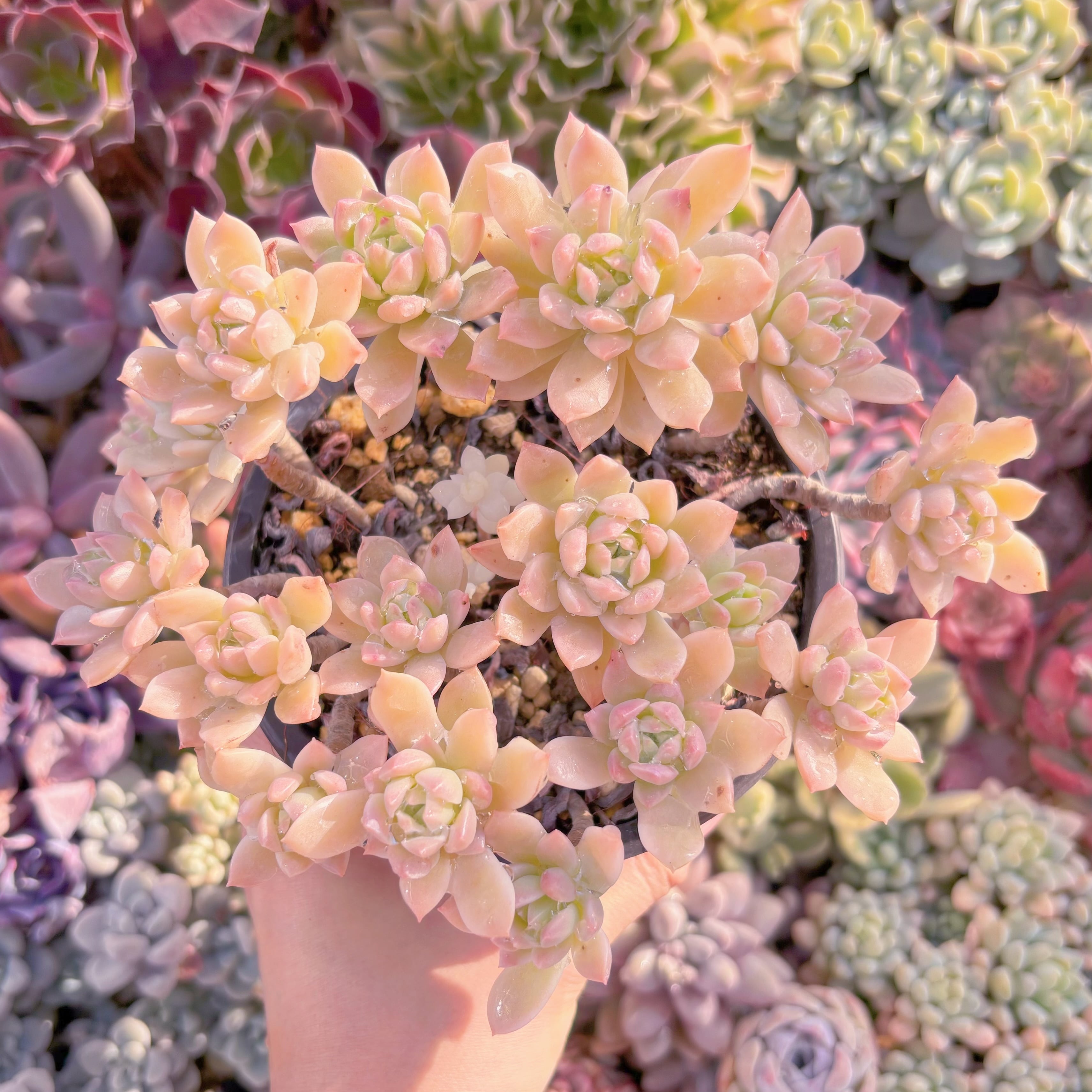 現品　マッコス錦#077　古株　るる農園