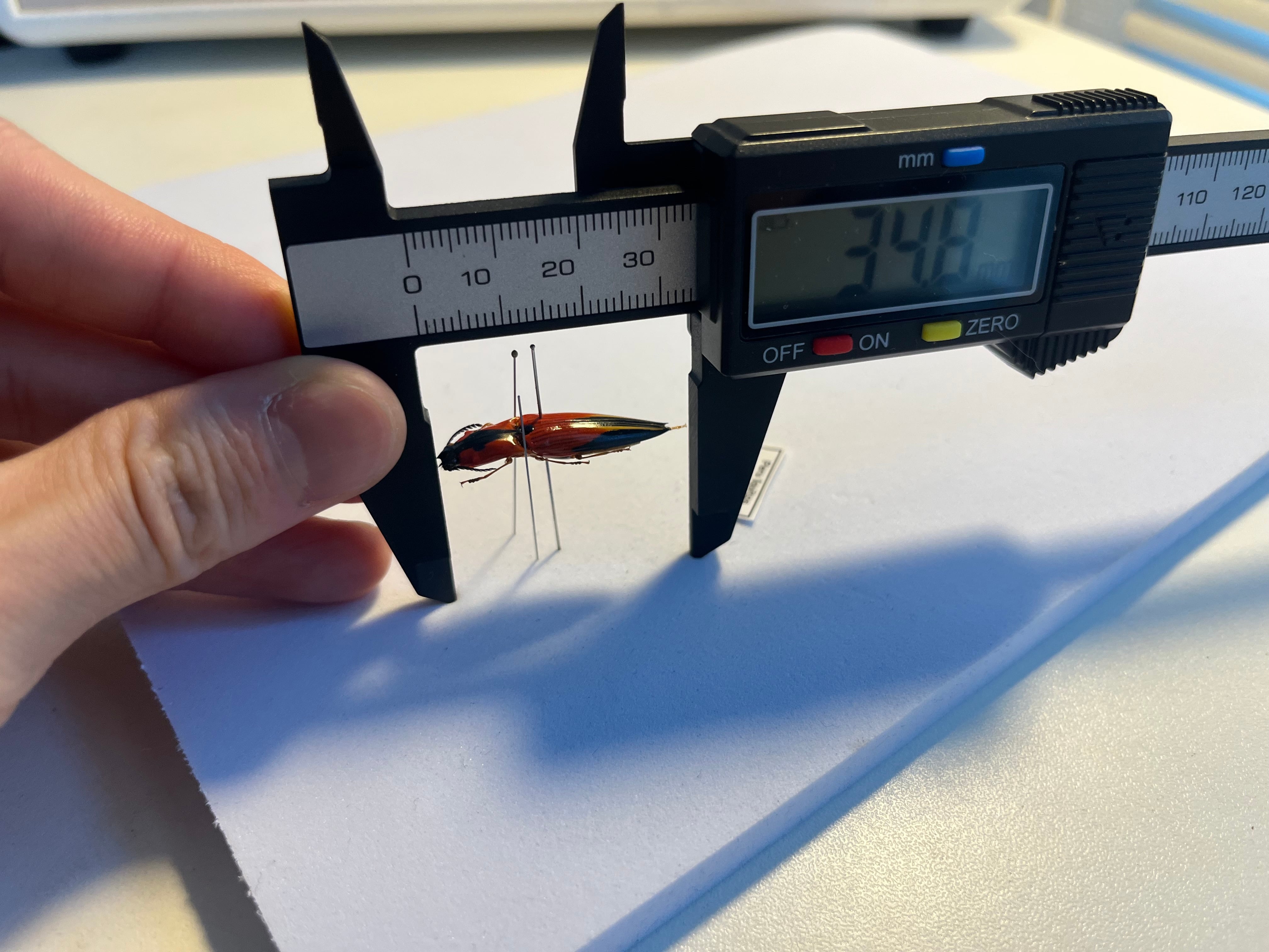 34mm】フェラーリコメツキムシ アングラトゥスミカドコメツキムシ 甲虫