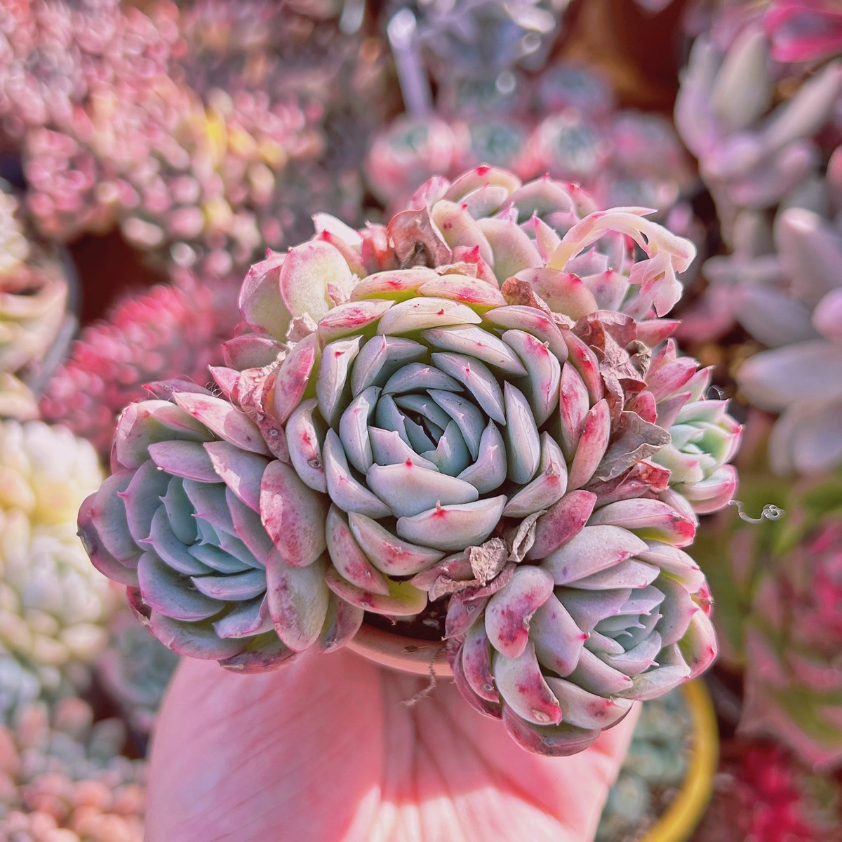 320現物 多肉植物 ストロベリーアイス | るる農園~多肉植物専門