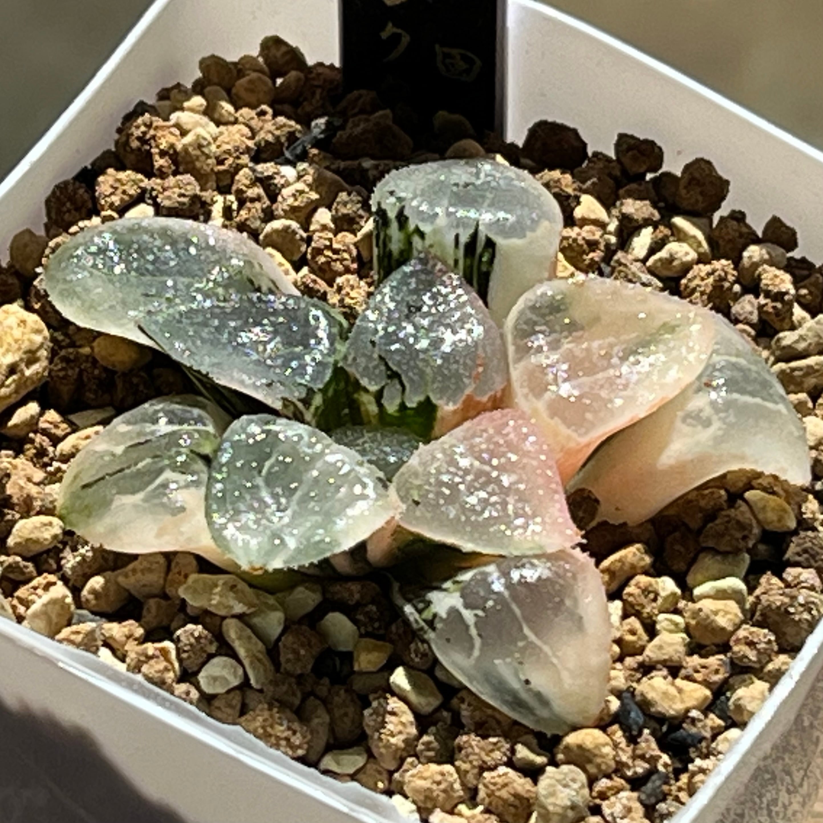 ☆*多肉植物☆ハオルチア ピクタ502×パンドラ錦*☆。 ハオルチア
