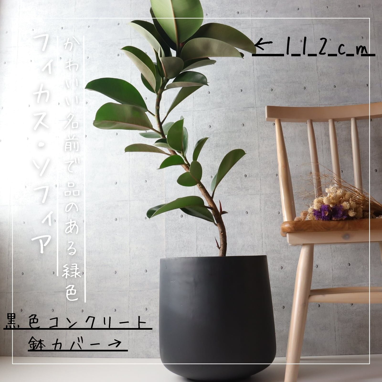 観葉植物】フィカスエラスティカジン 7号鉢 曲がり 高さ104cm 幅45cm 