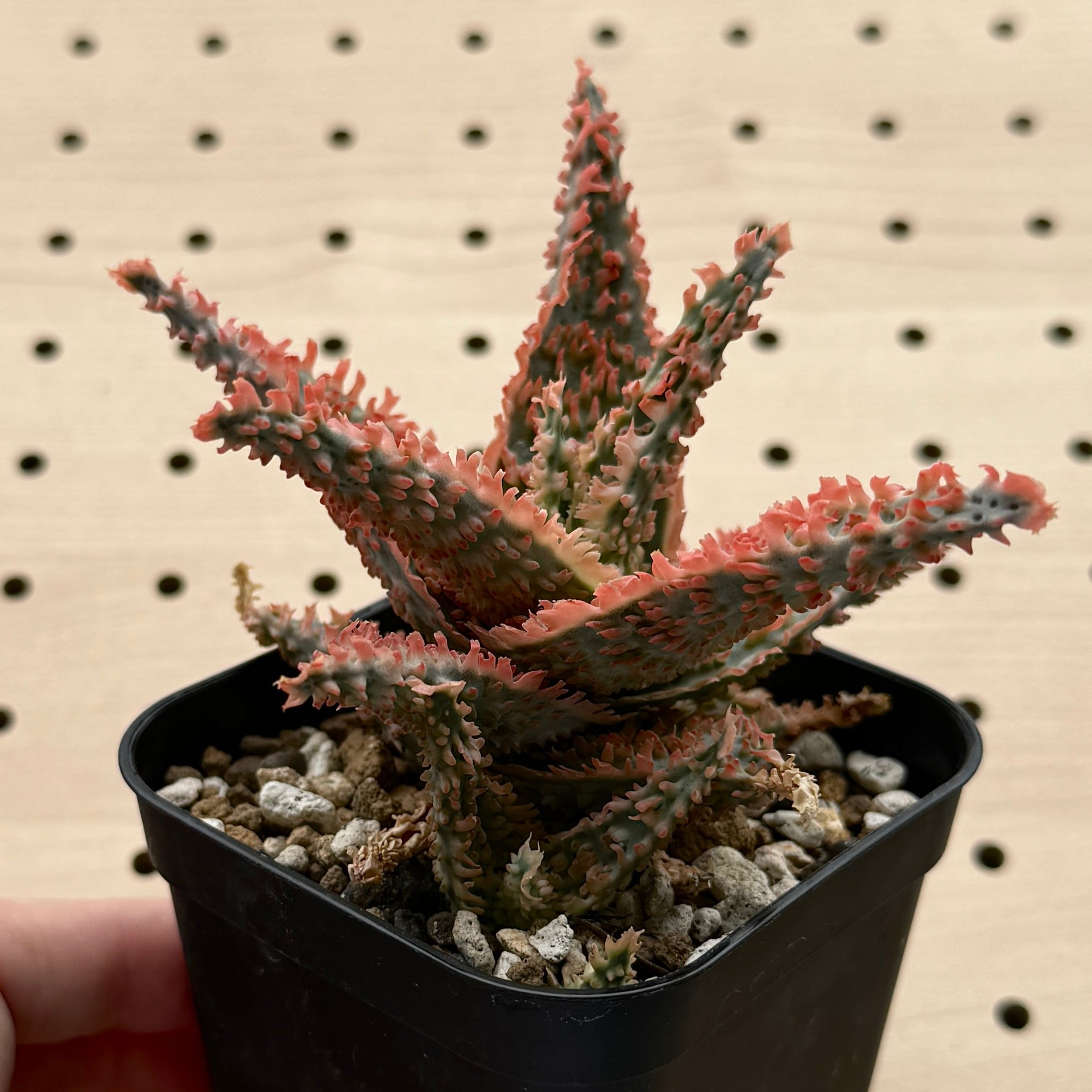 TCTAloe hybrid アロエ　ハイブリッド　第四種　c11 TCTAloe hybrid アロエ ハイブリッド 第四種 c11 TCTAloe hybrid