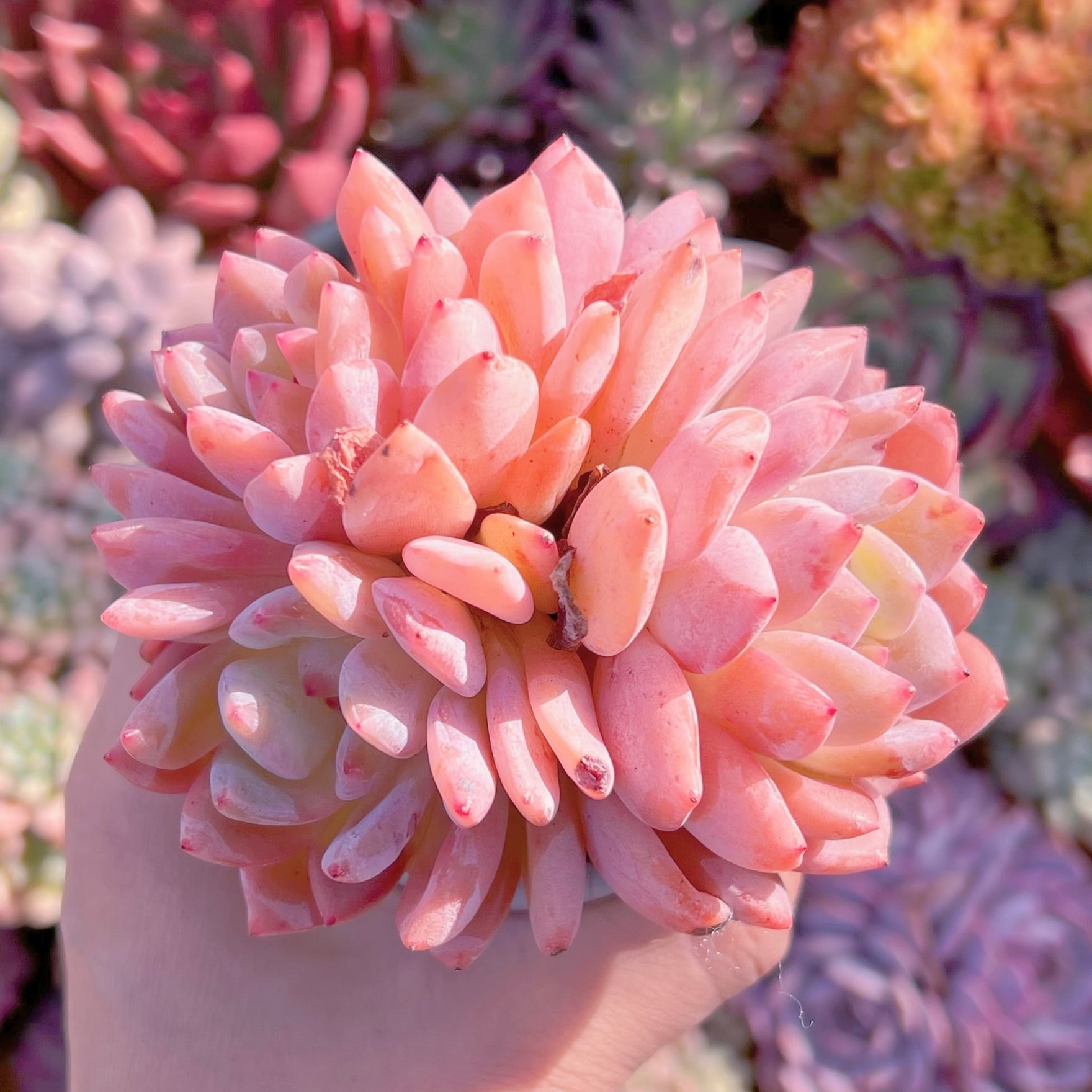 多肉植物　オレンジモンロー　特大群生　新入荷　るる農園