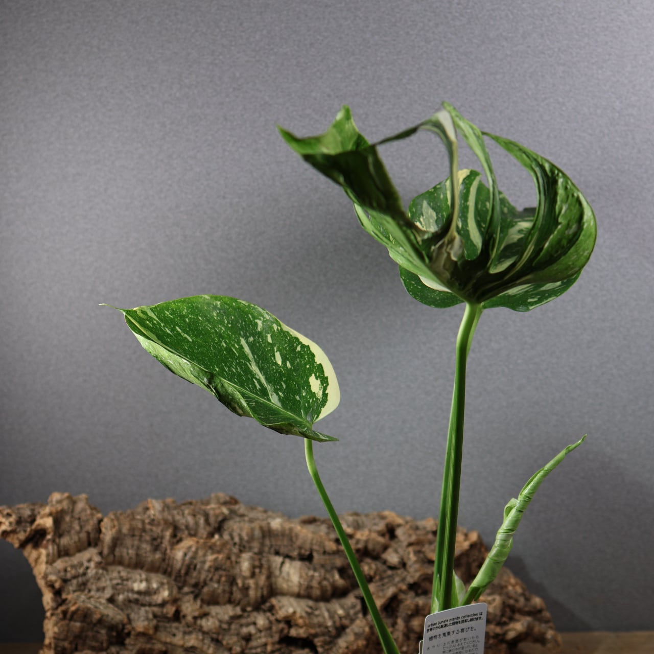 827『urban jungle モンステラ デリシオーサ 'メデューサ'』観葉植物