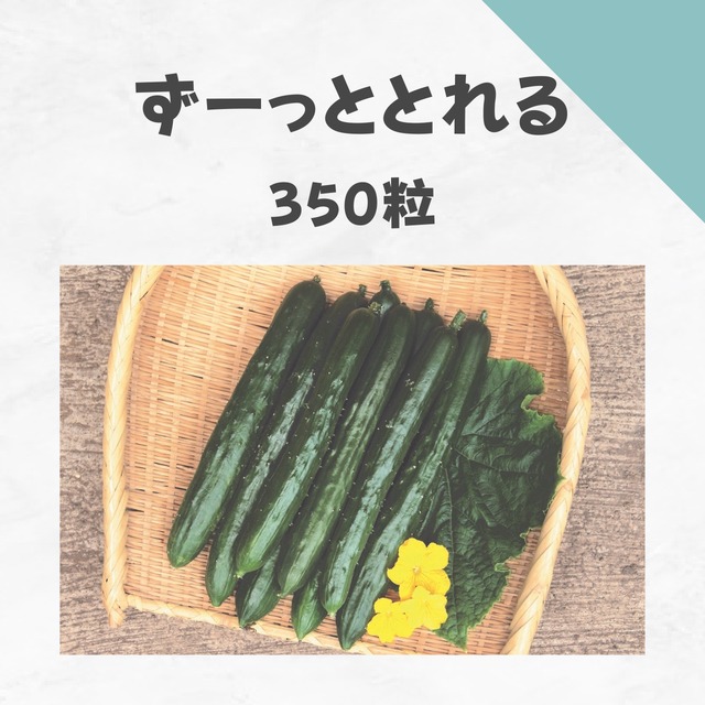ずーっととれる　キュウリ種子・350粒