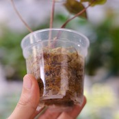 アロカシア ピンク セレンディピティ③ / Alocasia Pink Serendipity / 観葉植物<育て方・花言葉>