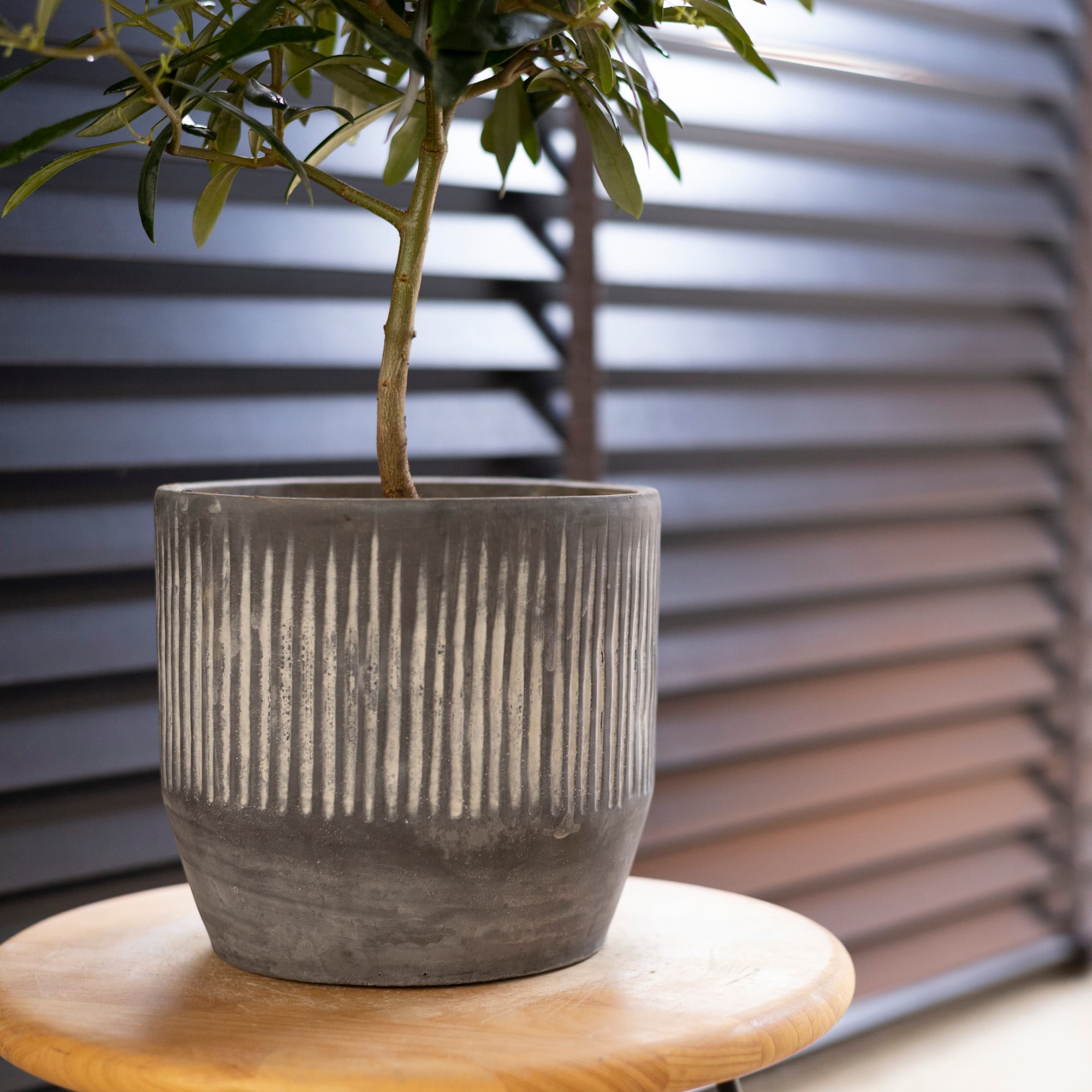 Olive オリーブの木 エルグレコ Elgreco オリーブ 花芽付き トピアリー