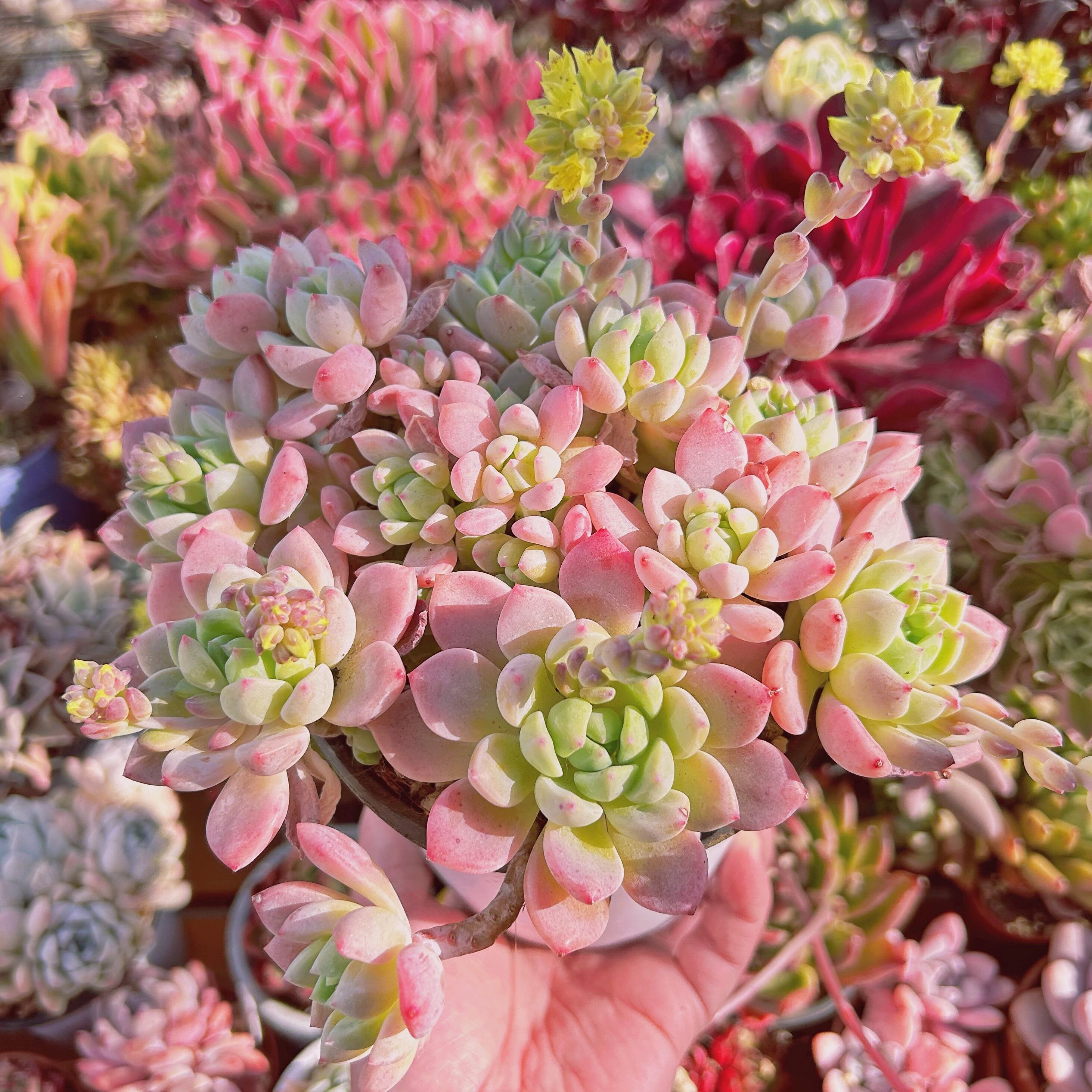 現物 多肉植物 プロリフェラxラウル 特大 | るる農園~多肉植物専門
