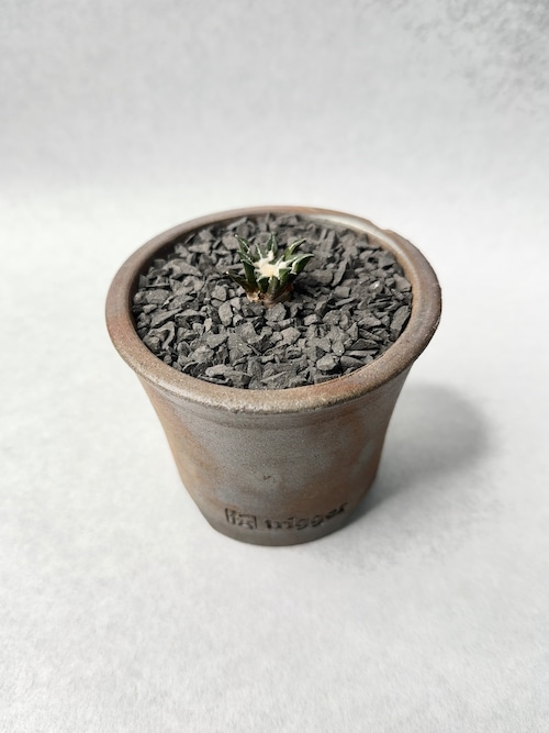 アリオカルプス・黒牡丹