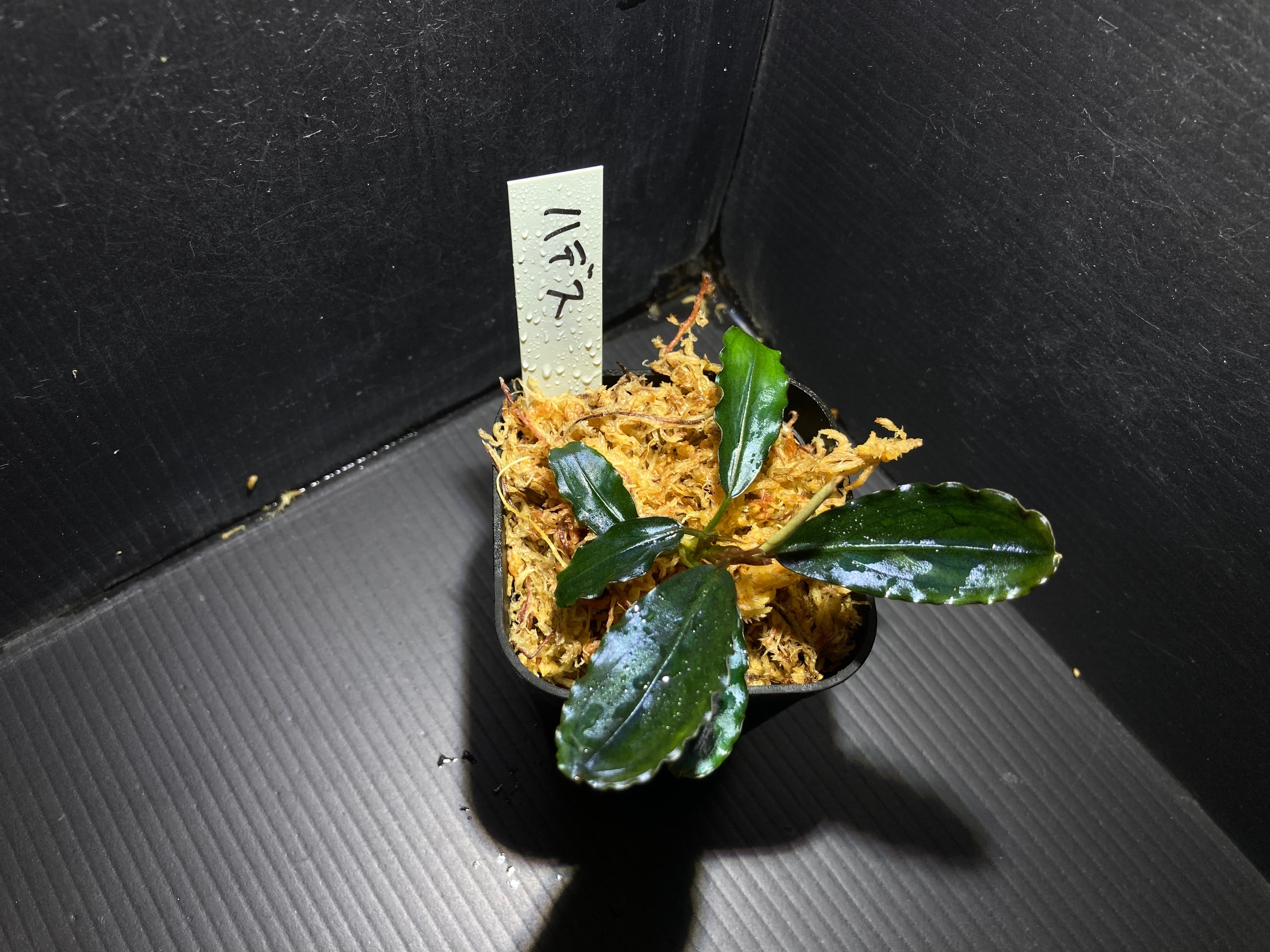 ブセファランドラ | AquaFocus