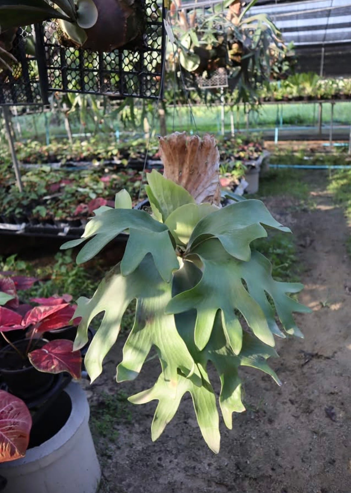 【nakaビカクシダまとめ商品】 ビジネスリュック A4 二気室 / FUJITAKA（フジタカ）公式