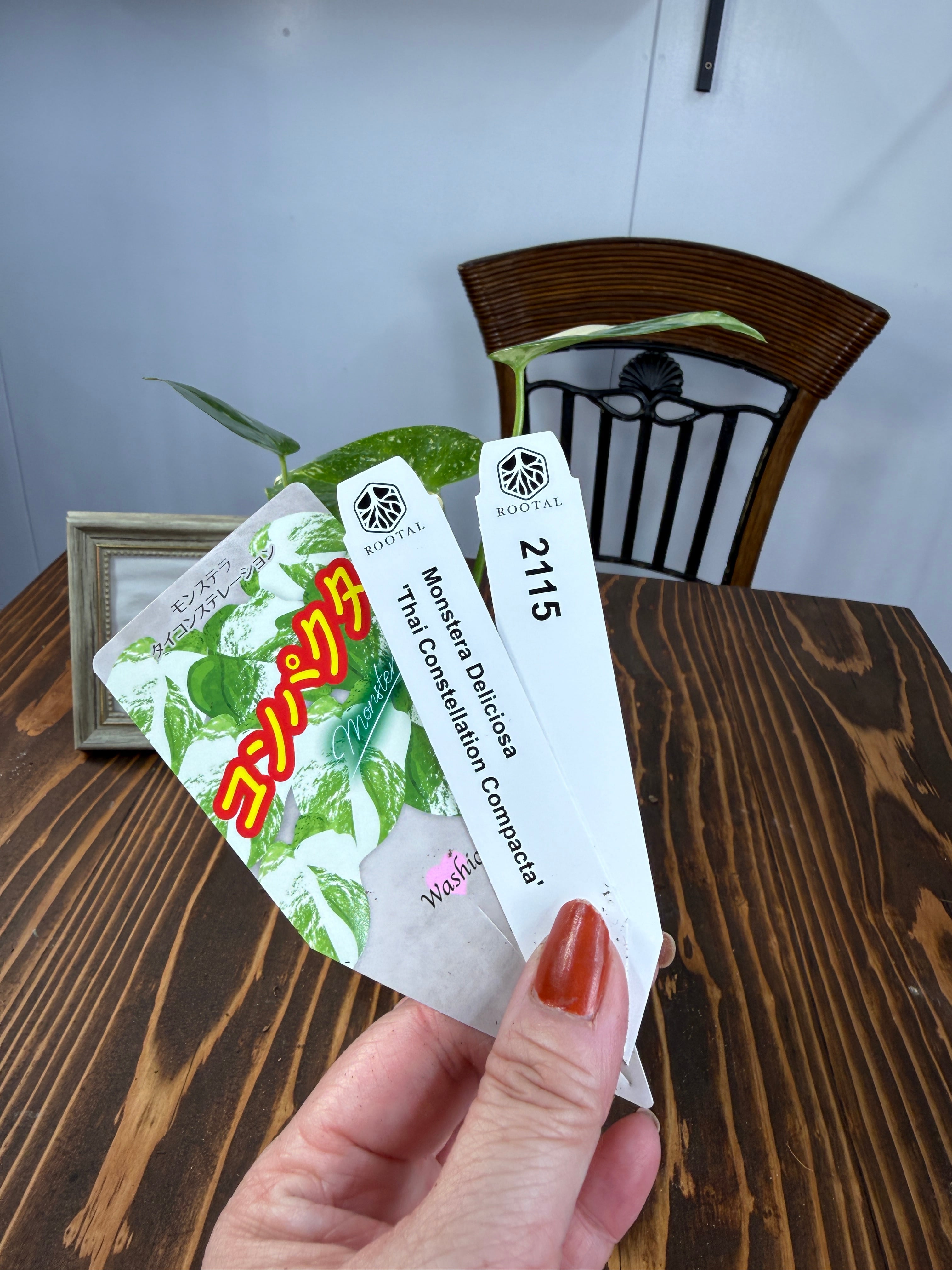 ★2115【新品種】モンステラ タイコンステレーション コンパクタ(75㎜ロングポット)