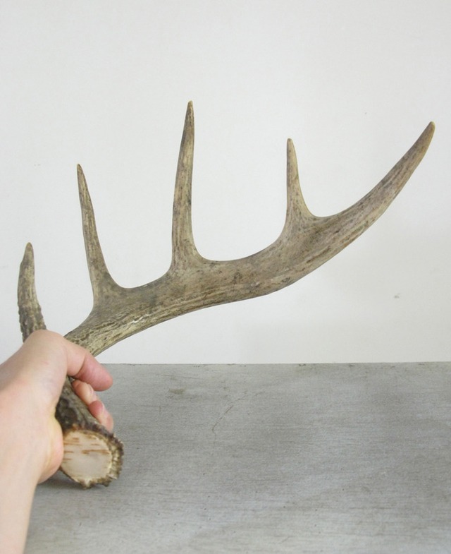 Deer Antlers For Sale at the Deer Antler Store