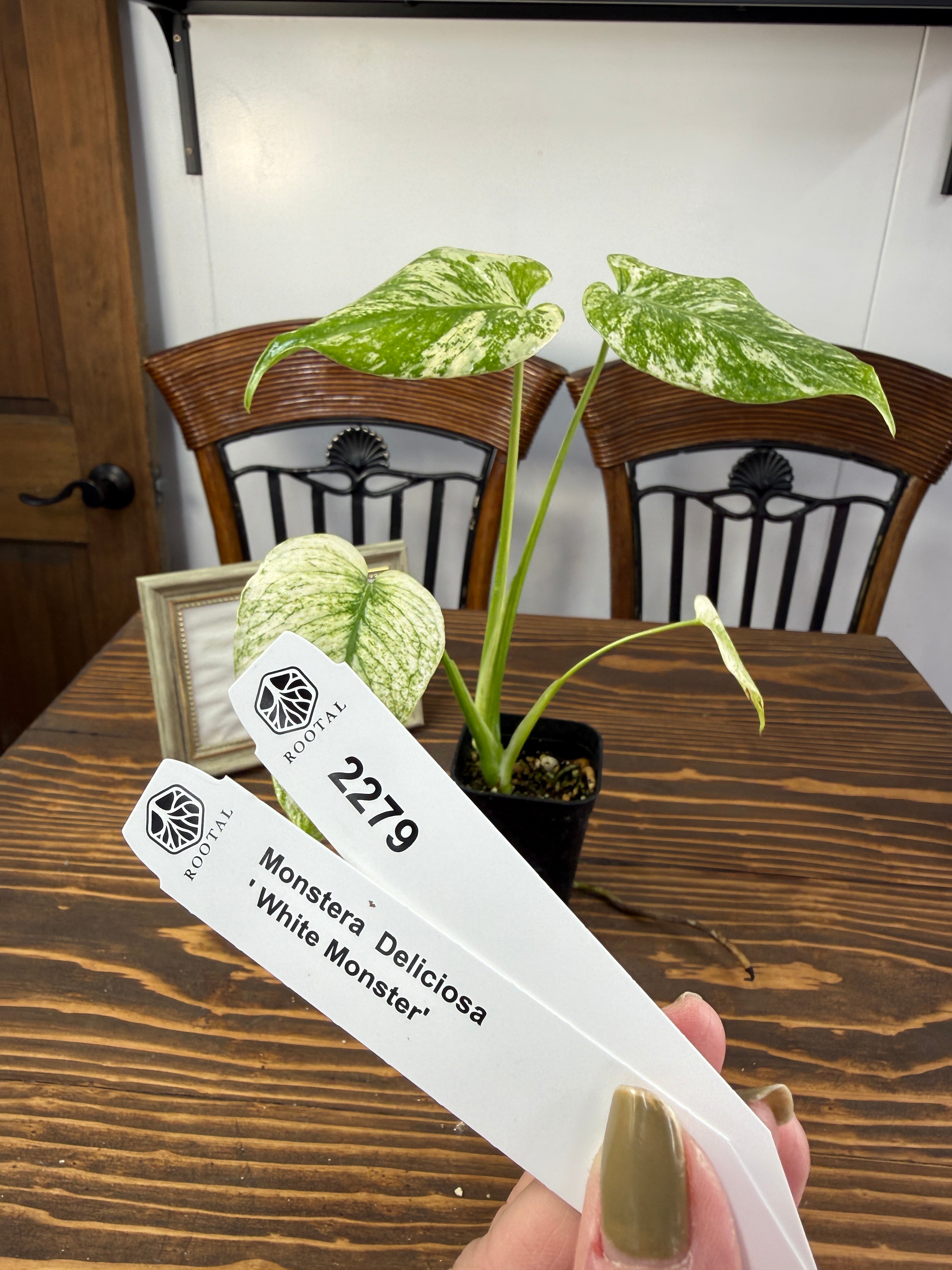 モンステラ | ROOTALPLANTS