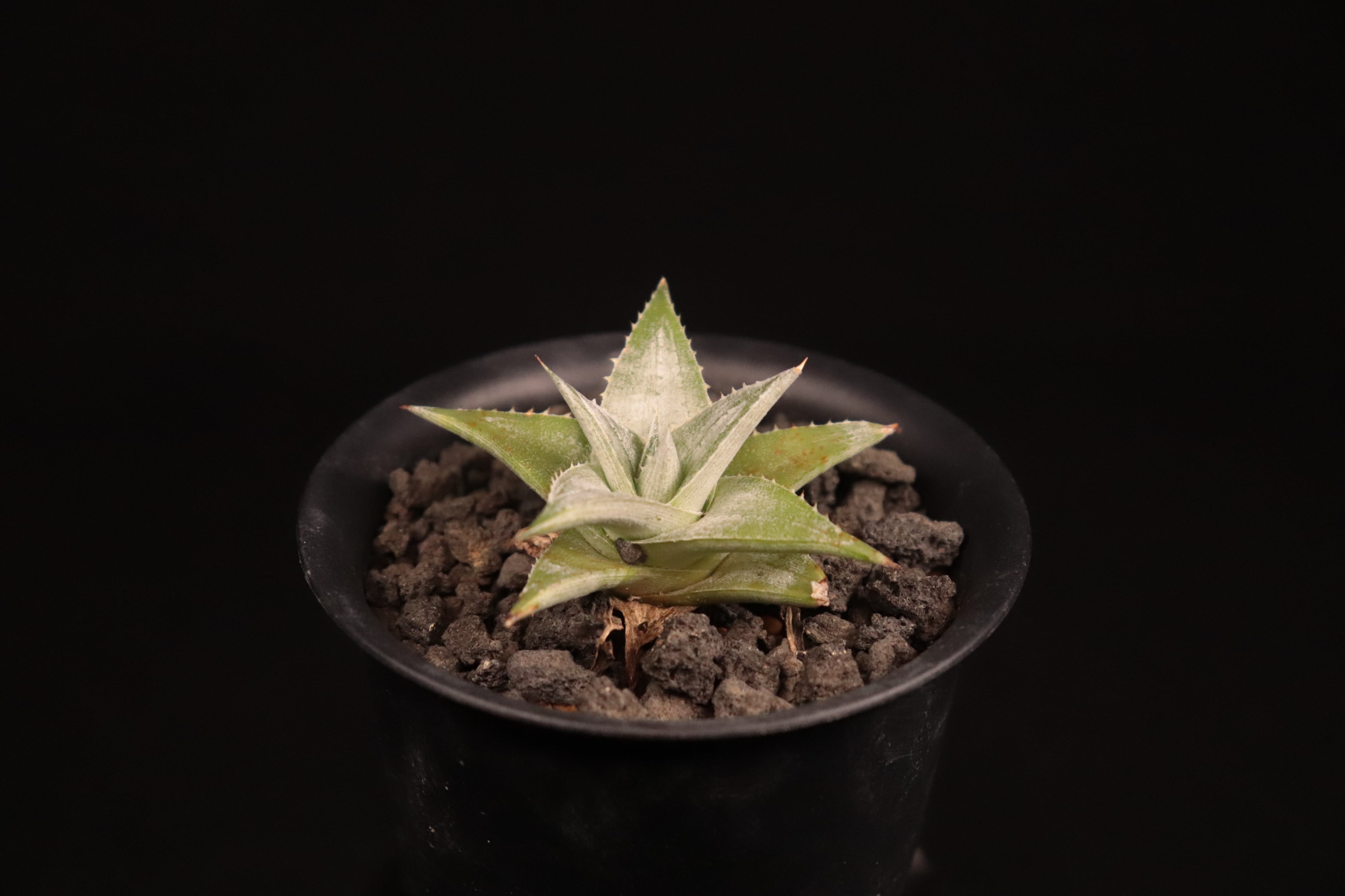 送料無料】Dyckia 'Zebra'〔ディッキア〕現品発送D0474 | plane plants