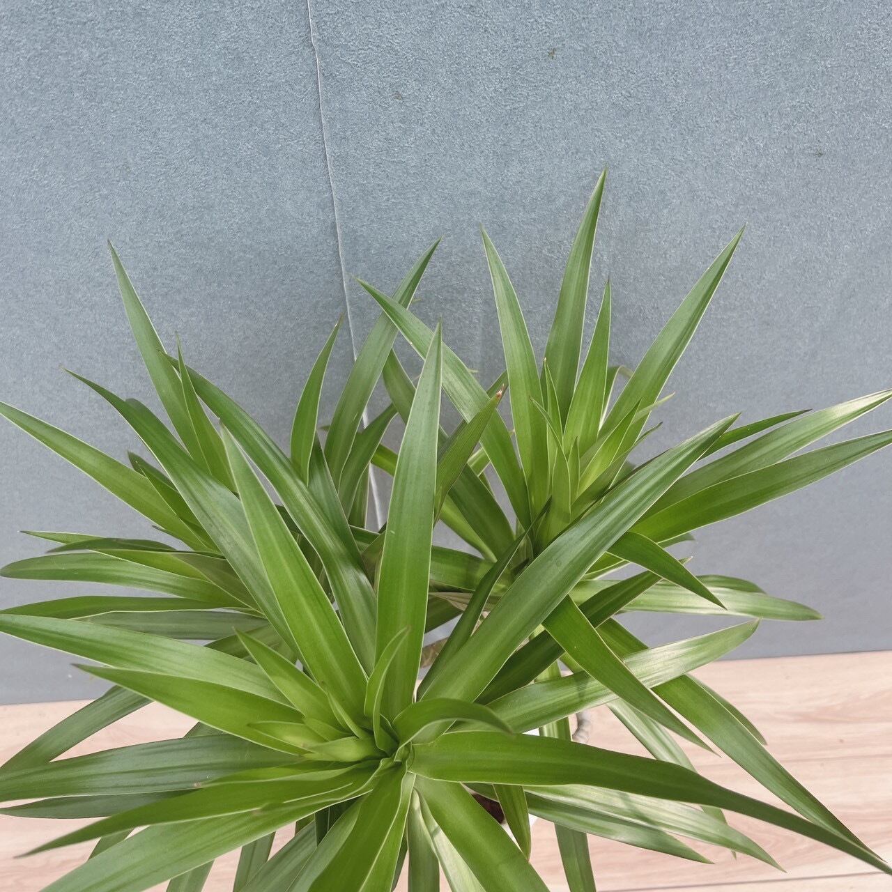 現品］【希少】9番 ドラセナ ナビー 龍 6号 観葉植物 大型 室内 レア