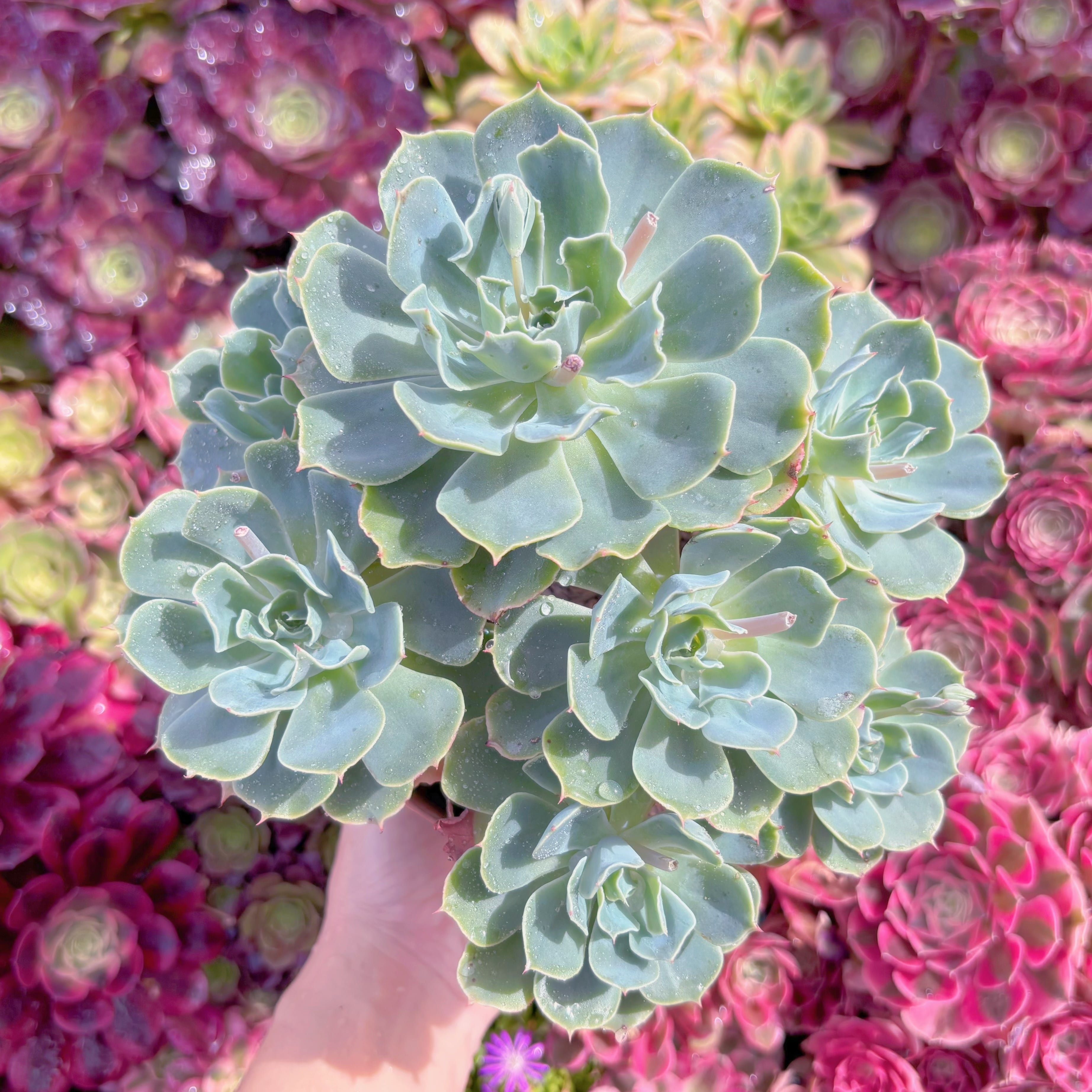 現品　Tsunami#K419　特大群生    るる農園