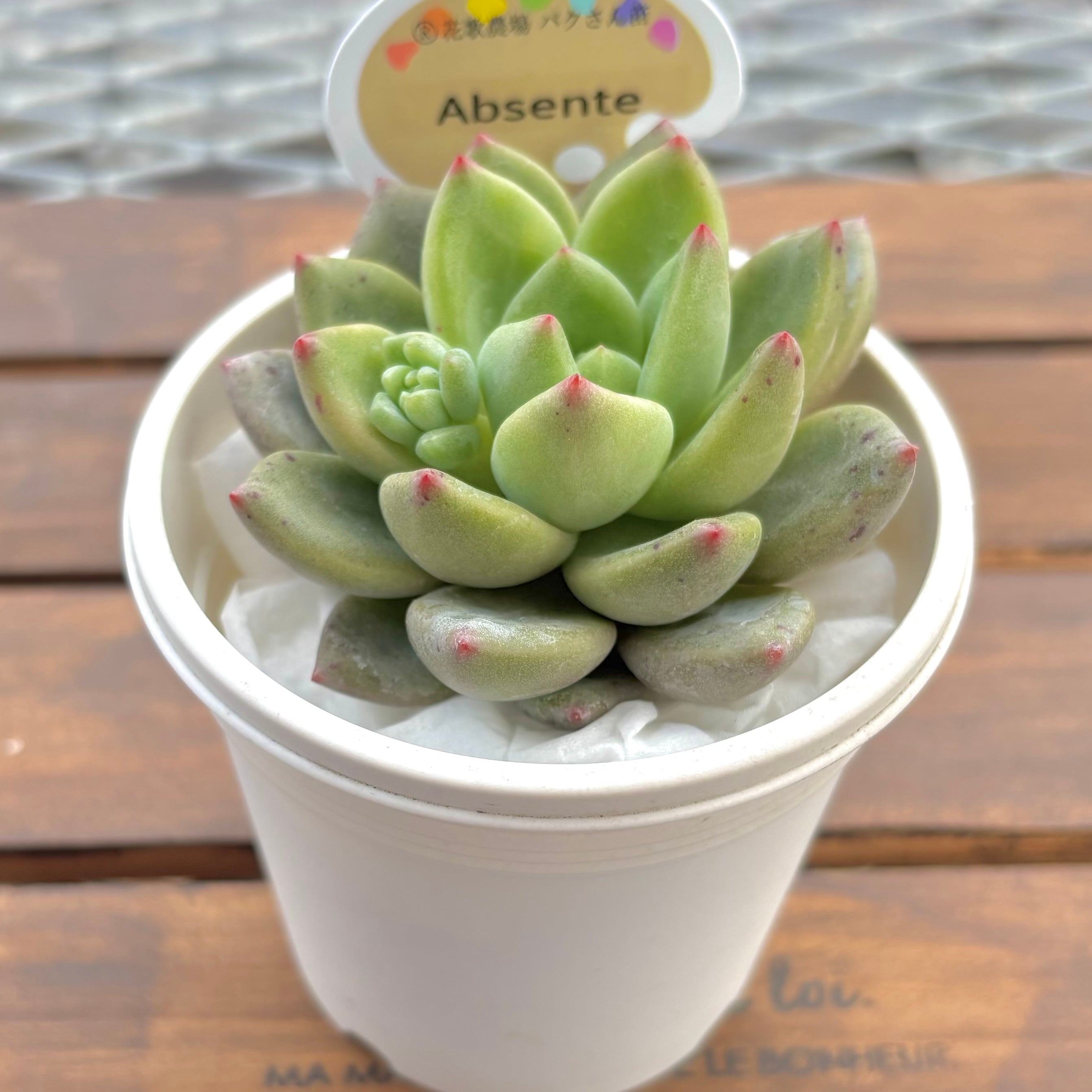 第四種郵便に速達プラス！ | ようせいのしっぽ