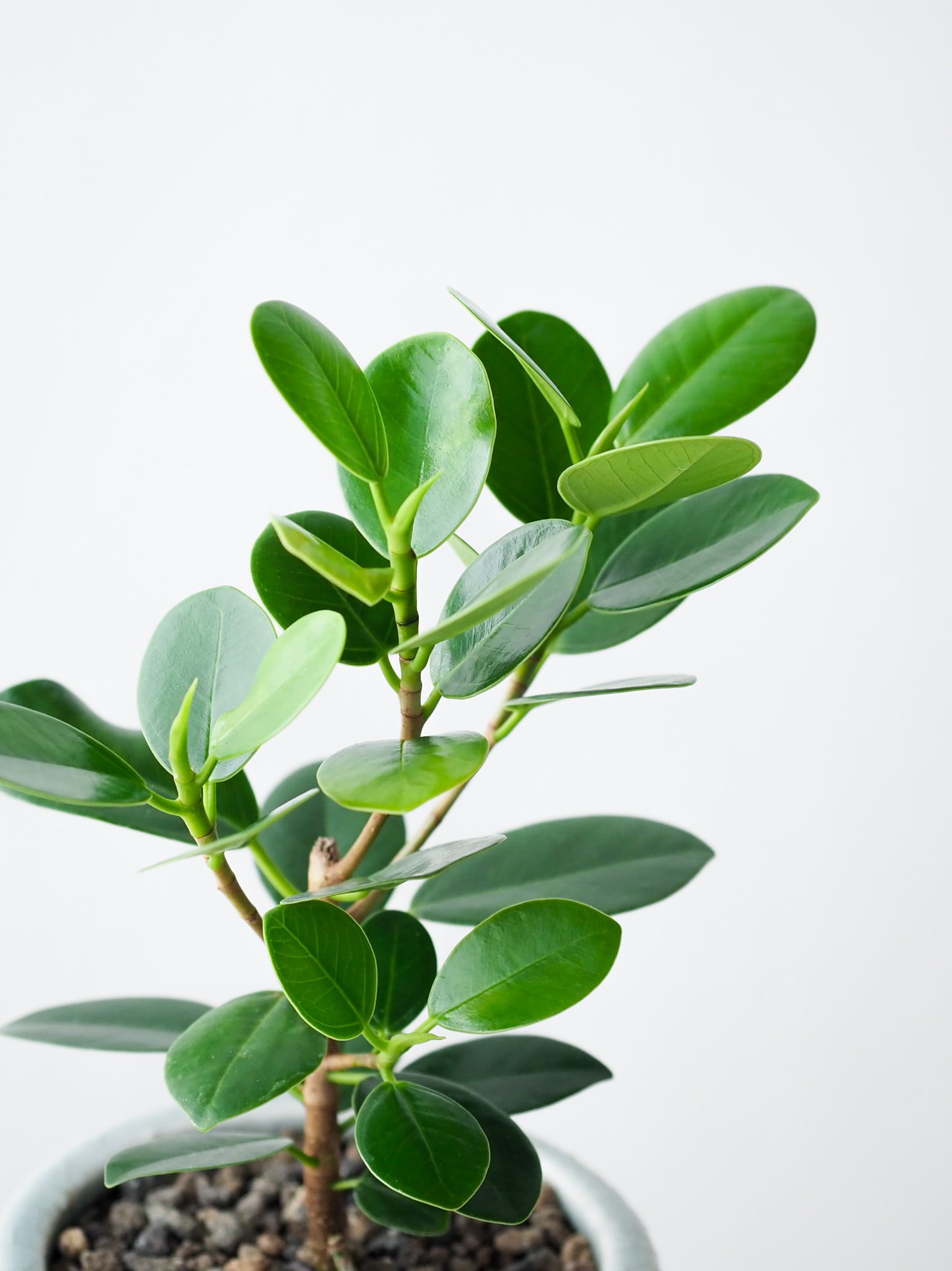尖閣ガジュマル | ロクイチ植物店 尖閣ガジュマル | ロクイチ植物店