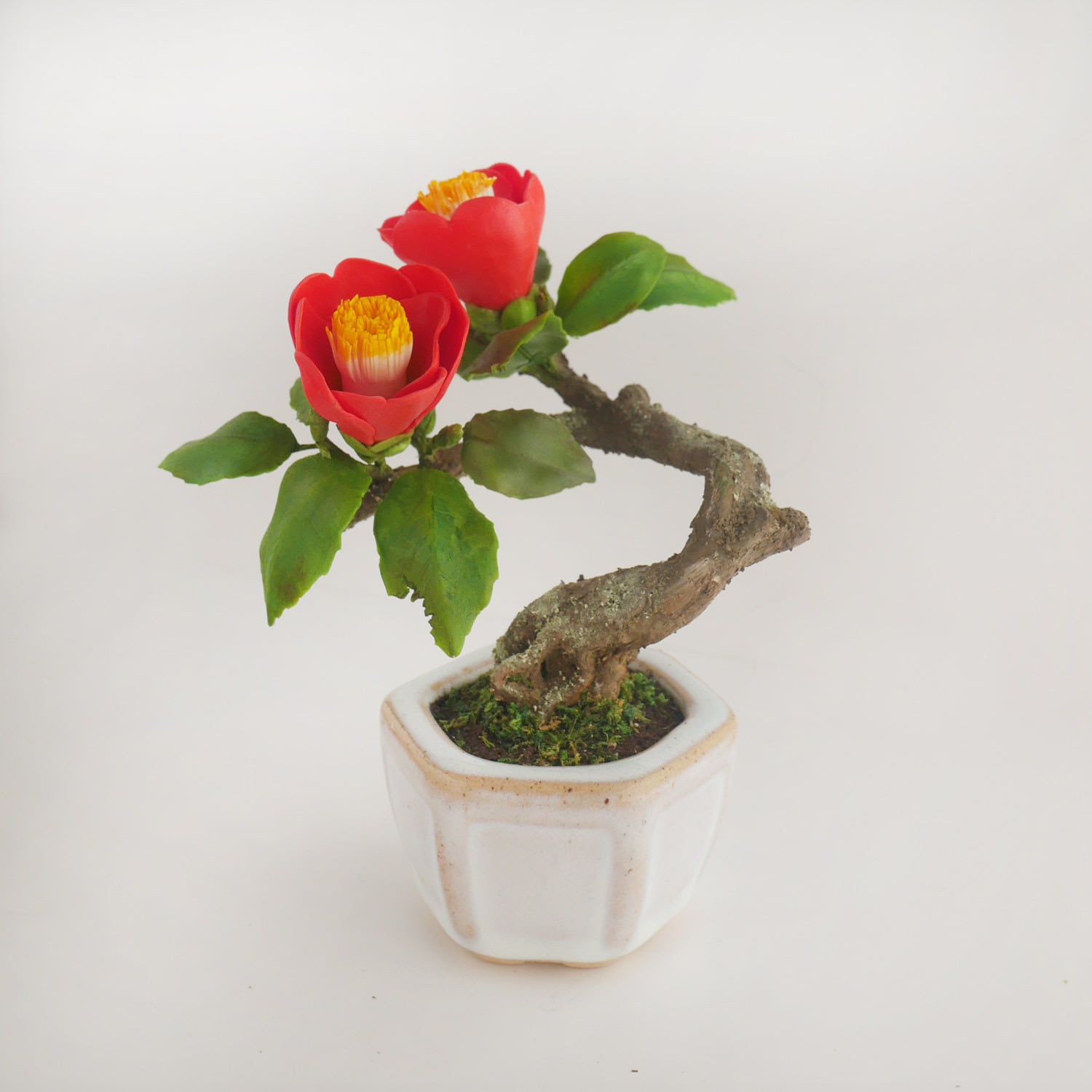椿　紅詫助　[模様木]　大品盆栽 image6761.jpg