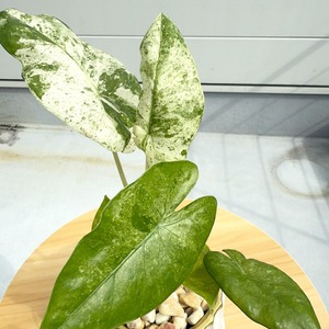 アロカシア（斑入り）