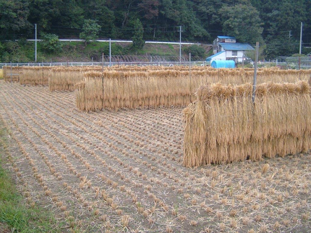 喜多方産コシヒカリ 白米 令和6年度産米 20kg | 菜っぱ屋 利久 喜多方産コシヒカリ 白米 令和6年度産米 20kg | 菜っぱ屋 利久