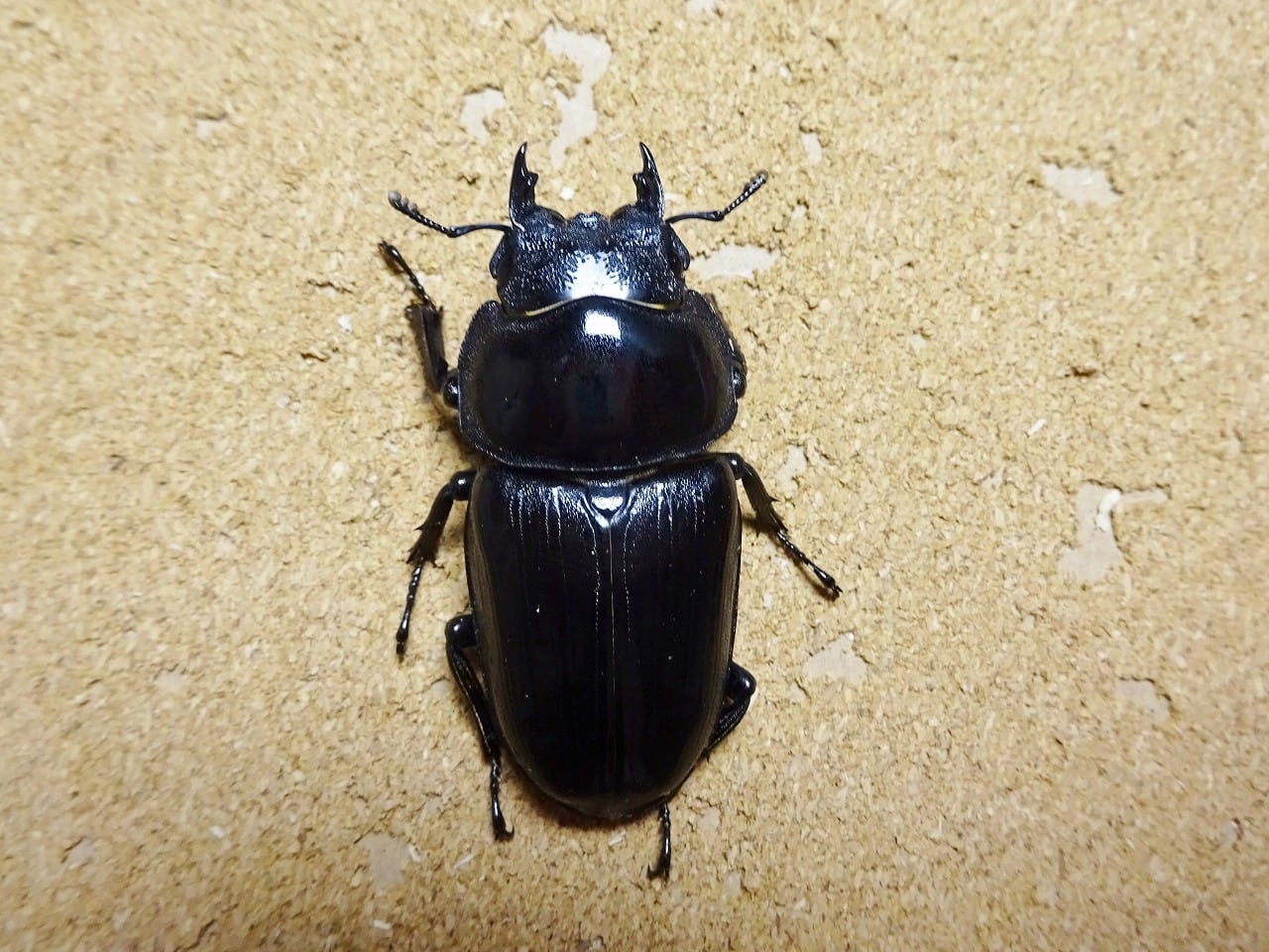 オオクワガタ国産 久留米血統限定♂♀多数