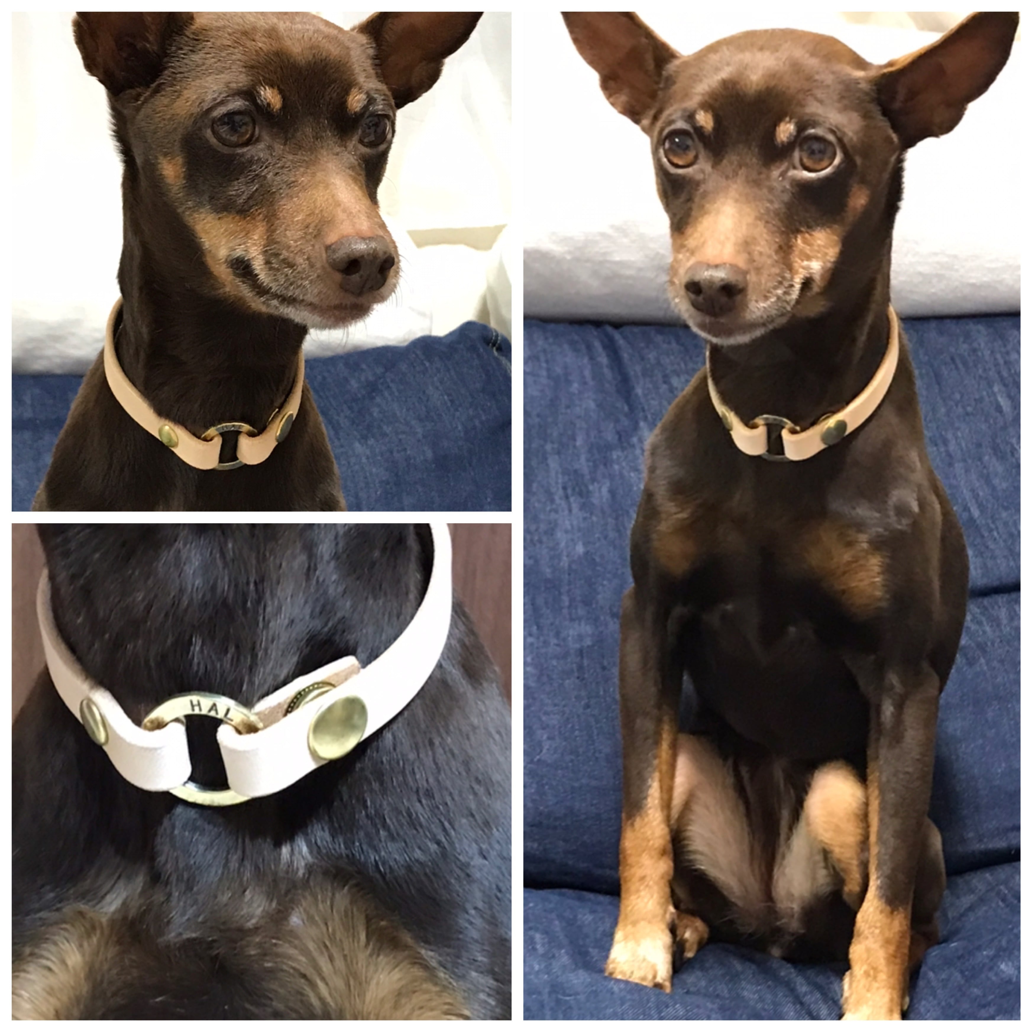 新作 ネーム入りリング ネームチョーカー 迷子札 首輪 犬 ねこ 猫