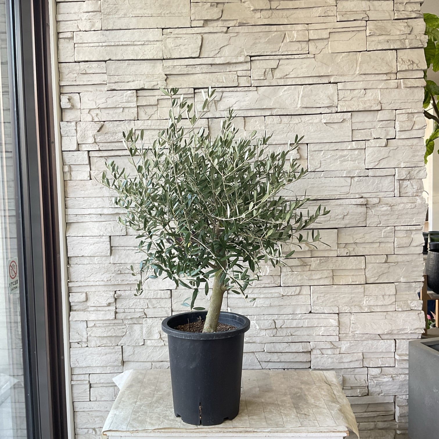 送料無料】【souju】香川県産オリーブの木 ネバディロブランコ 8寸鉢