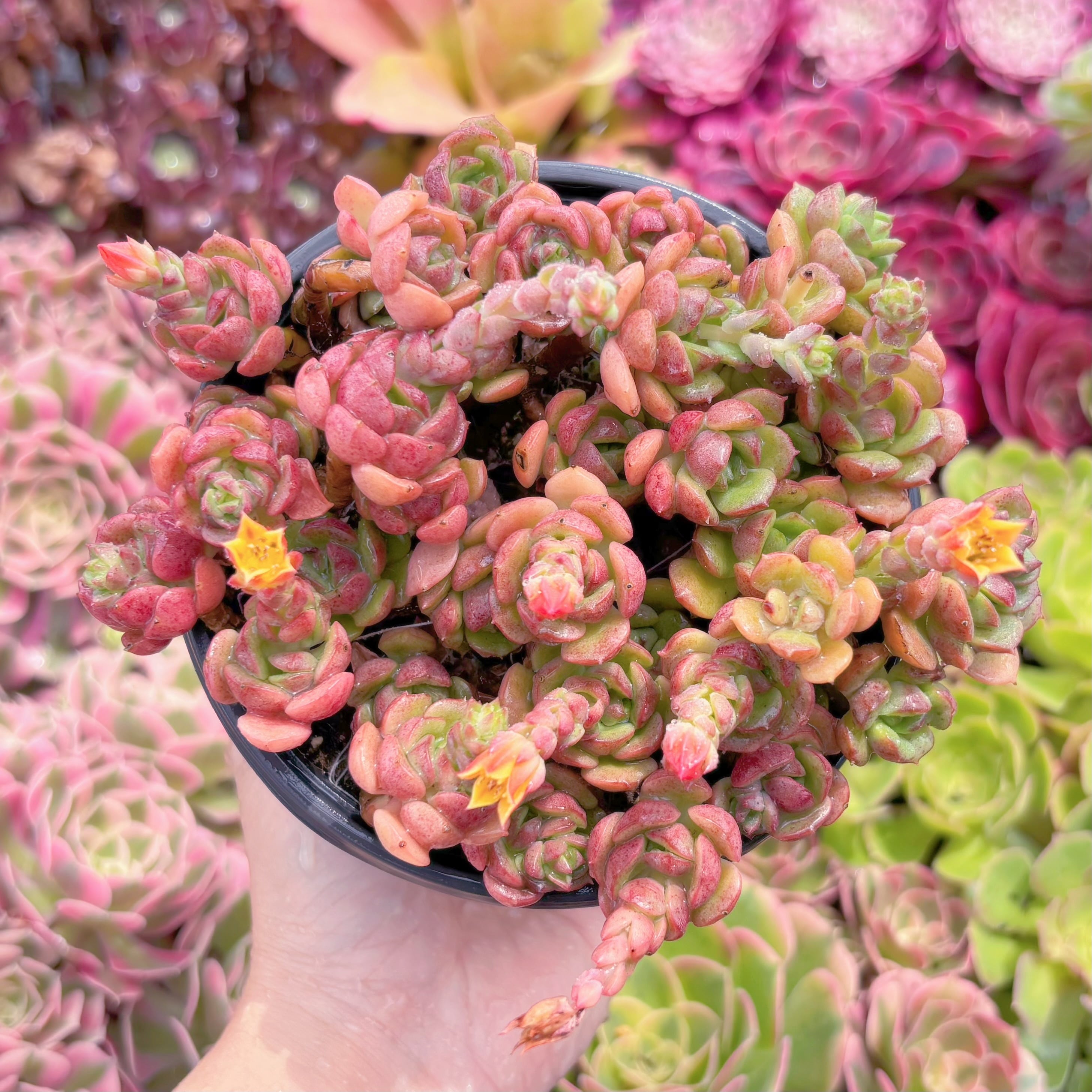 現品　Echeveria 'Victor'#096　るる農園