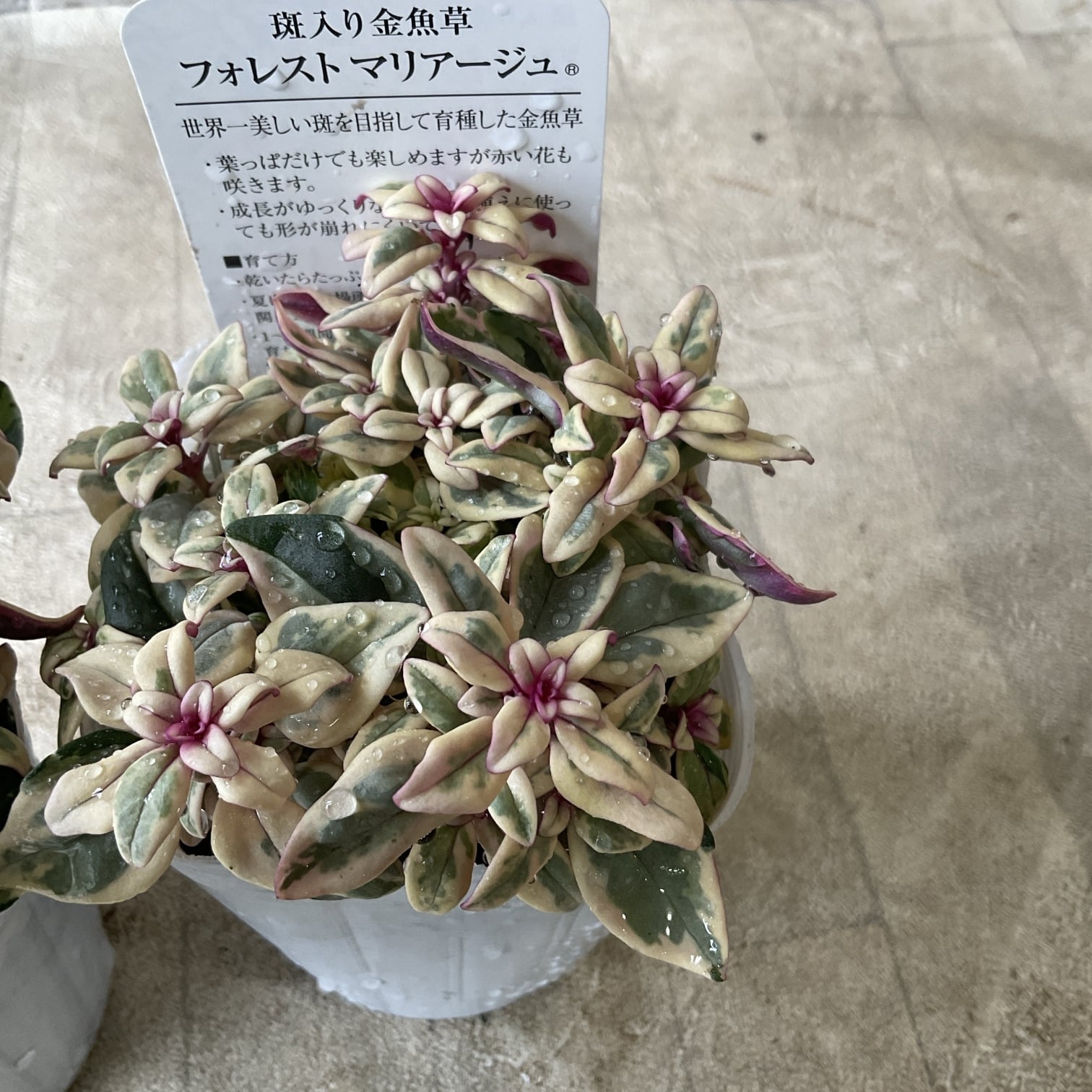 リューカデンドロン ジェスター 5寸ポット | 橋本種苗園