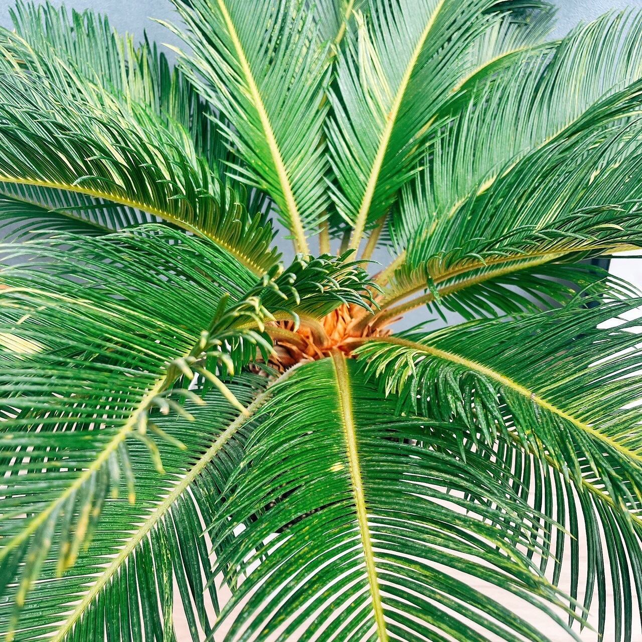 現品］【希少】キンカン ソテツ 斑入り 10号 金環 蘇轍 観葉植物 レア