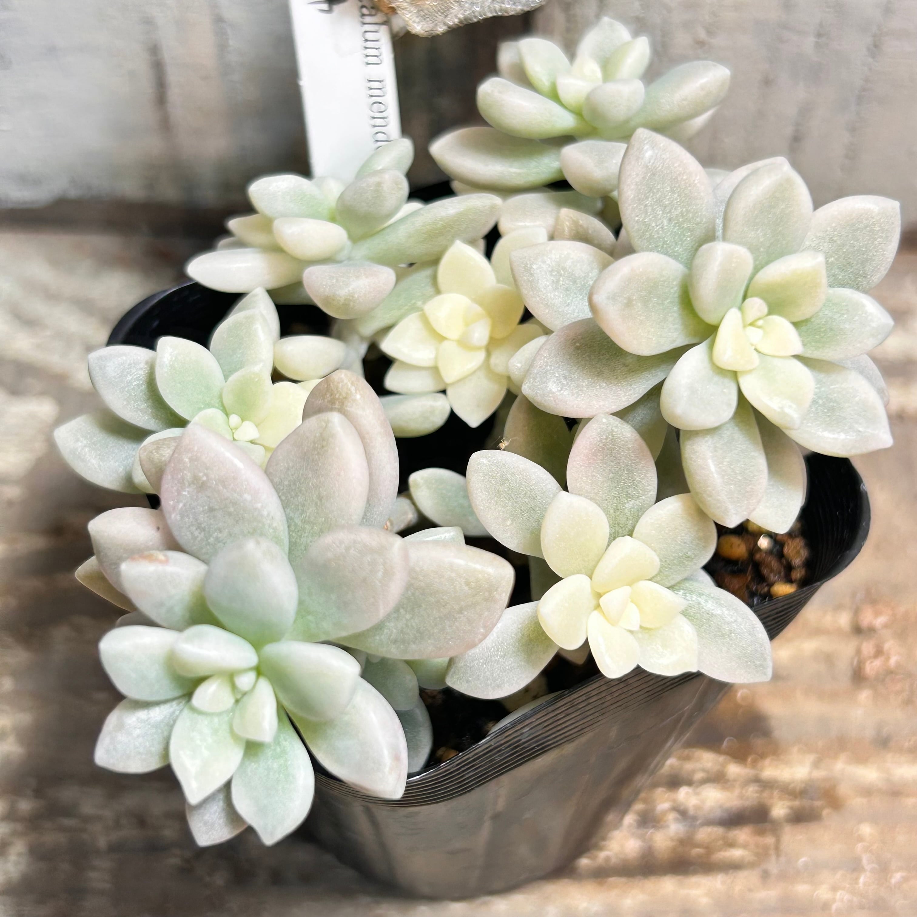 錦 | RuPo 多肉植物専門店
